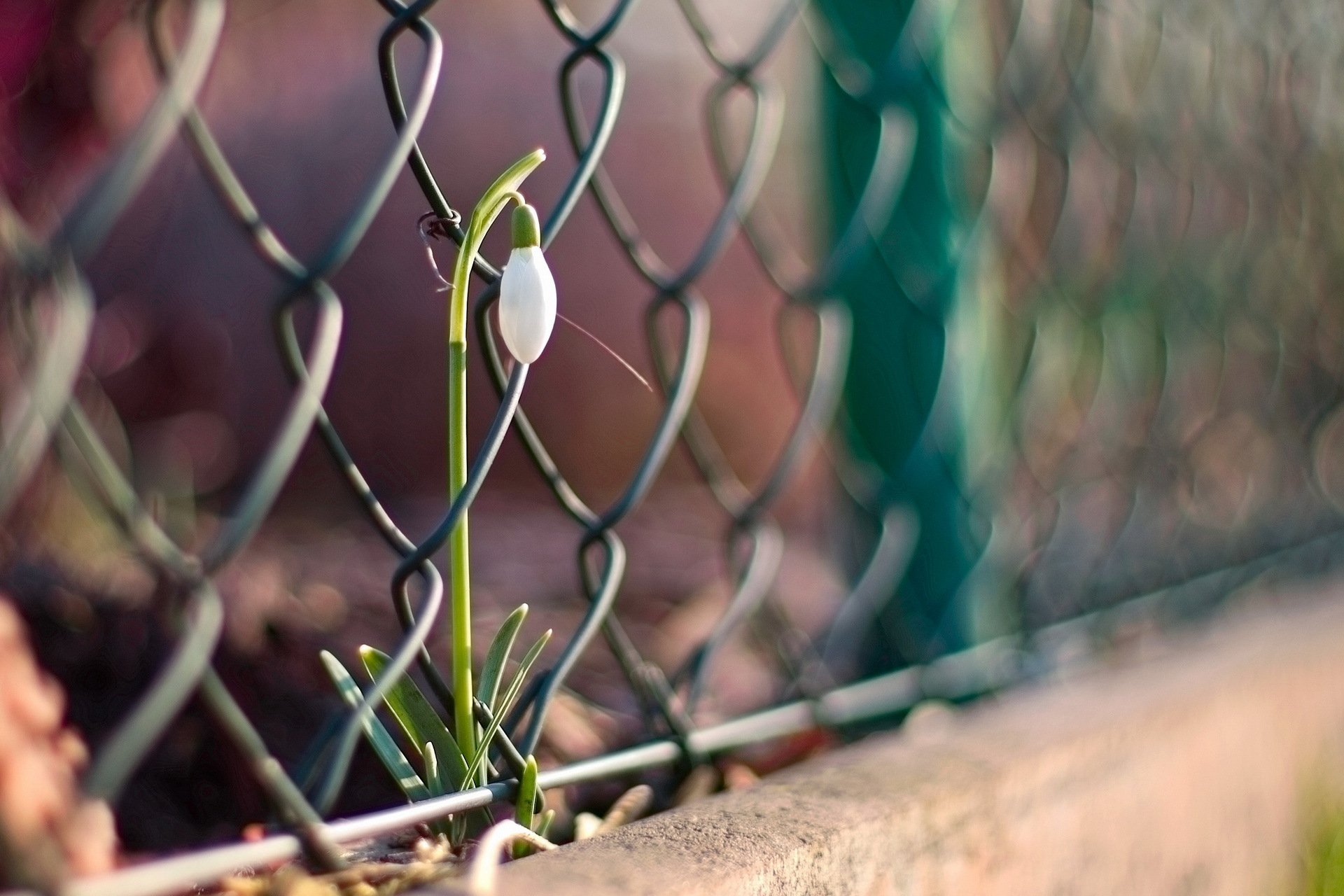 fiore recinzione macro