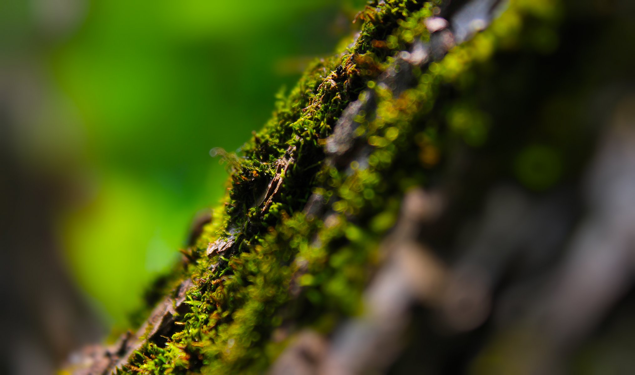 macro musgo árbol verano reflejos bokeh