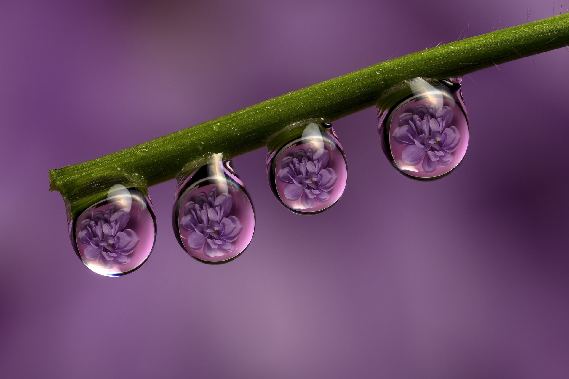 stiel tropfen tau blumen reflexion makro lila hintergrund