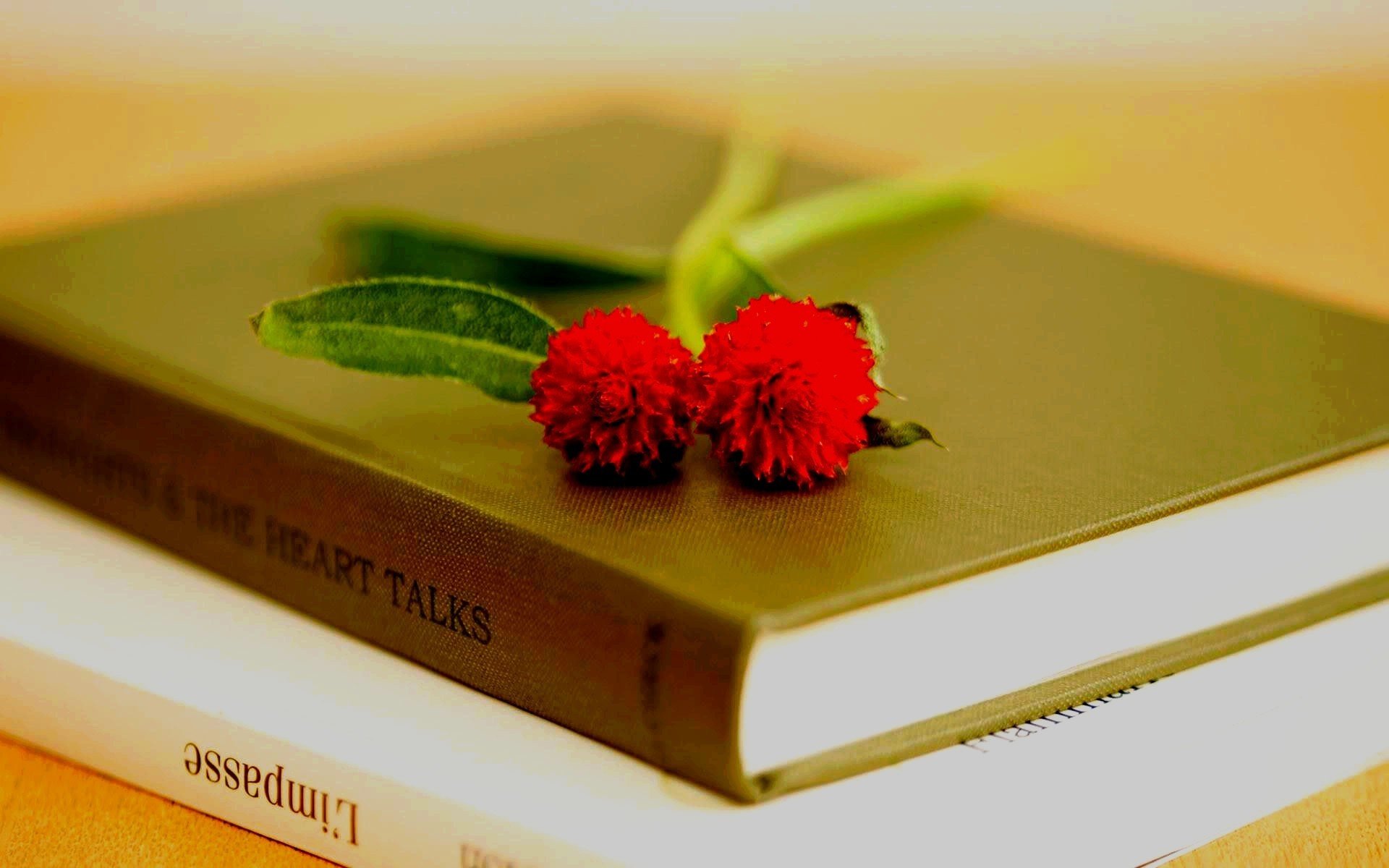 close up books book flower flower. red petals leaves sprout background wallpapers hd wallpapers full screen