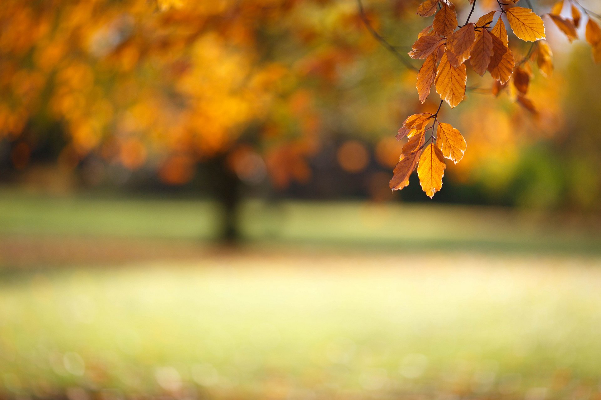 close up autumn branch foliage bokeh