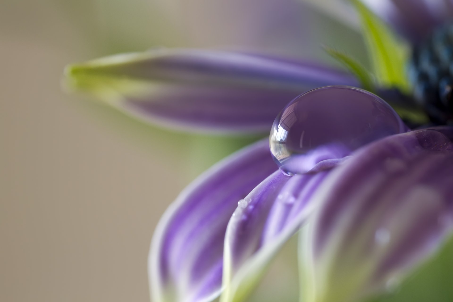 flower purple petals droplet close up