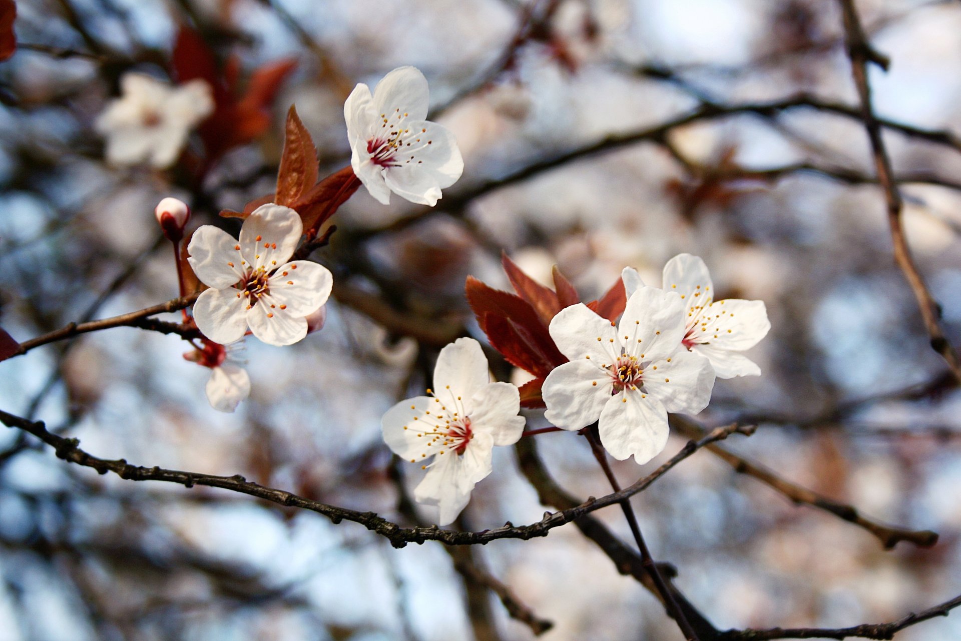 printemps branches fleurs feuilles bokeh