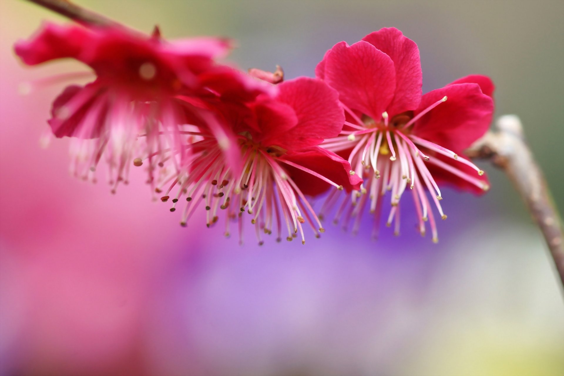 ramo prugna primavera fiori fioritura rosa albero