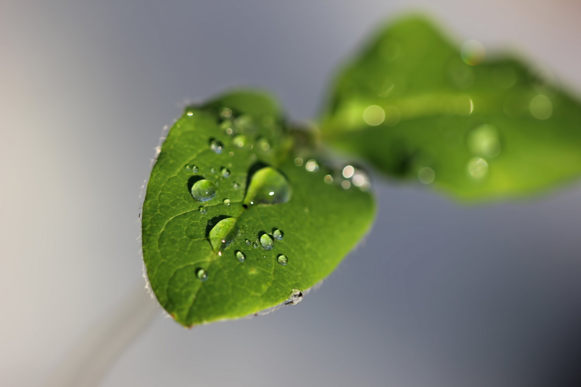 macro feuilles vert eau gouttes fond gris