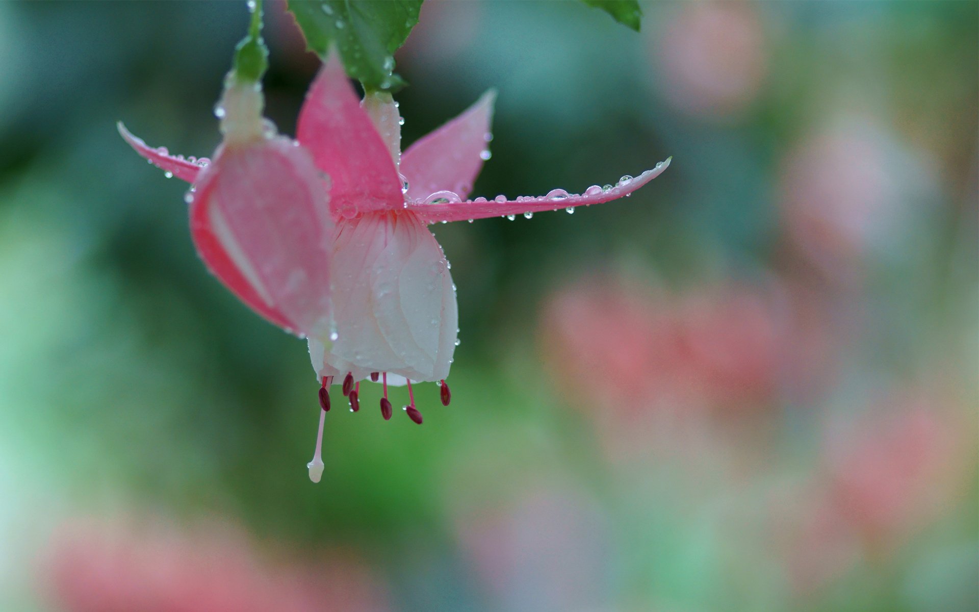 blumen rosa fuchsia makro tau tropfen knospe