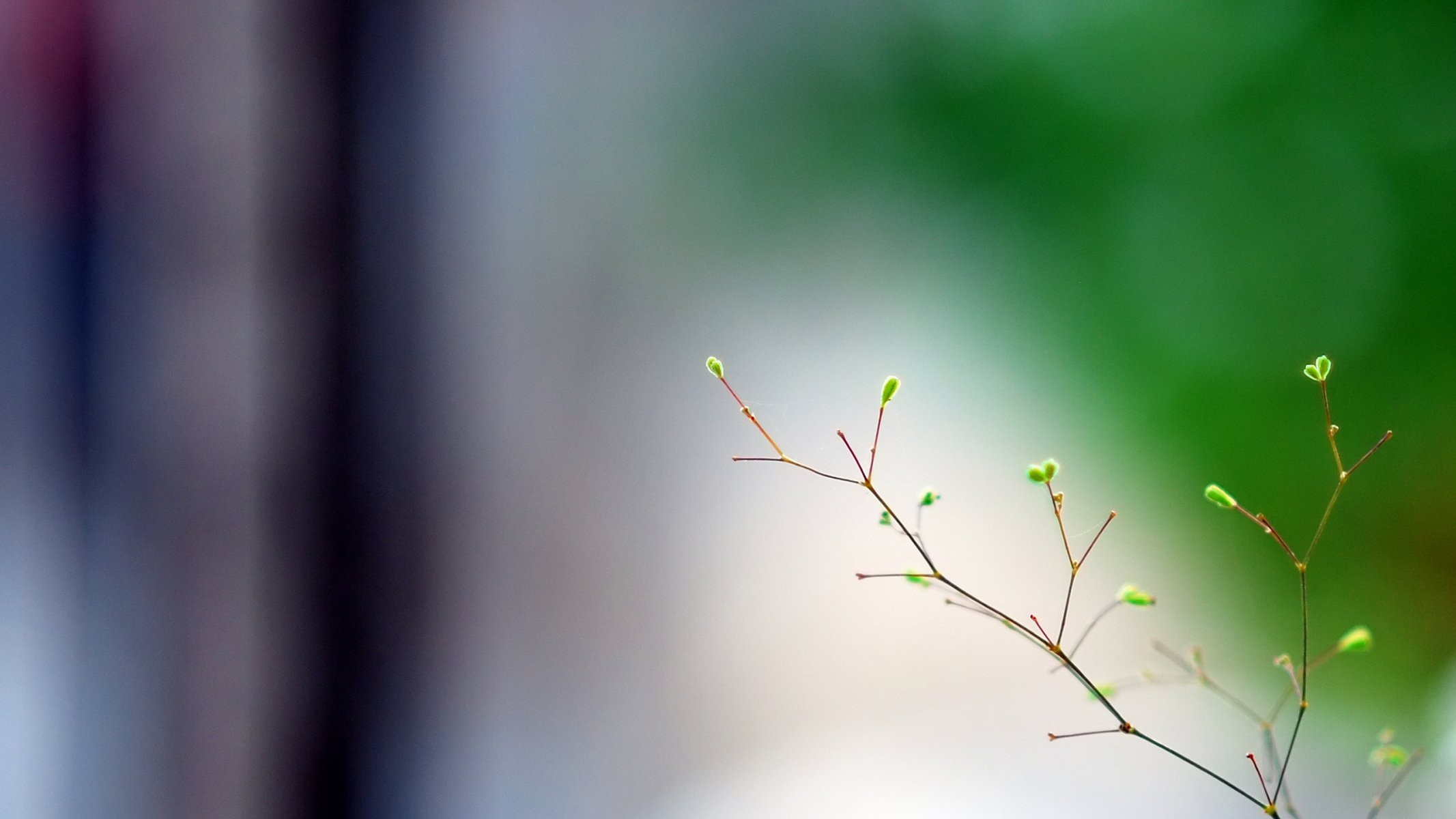 makro zweig frühling minimalismus