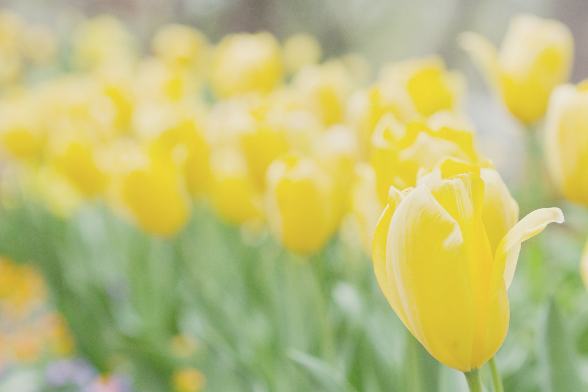 makro blumen blümchen gelb hell pflanze natur hintergrund tapete