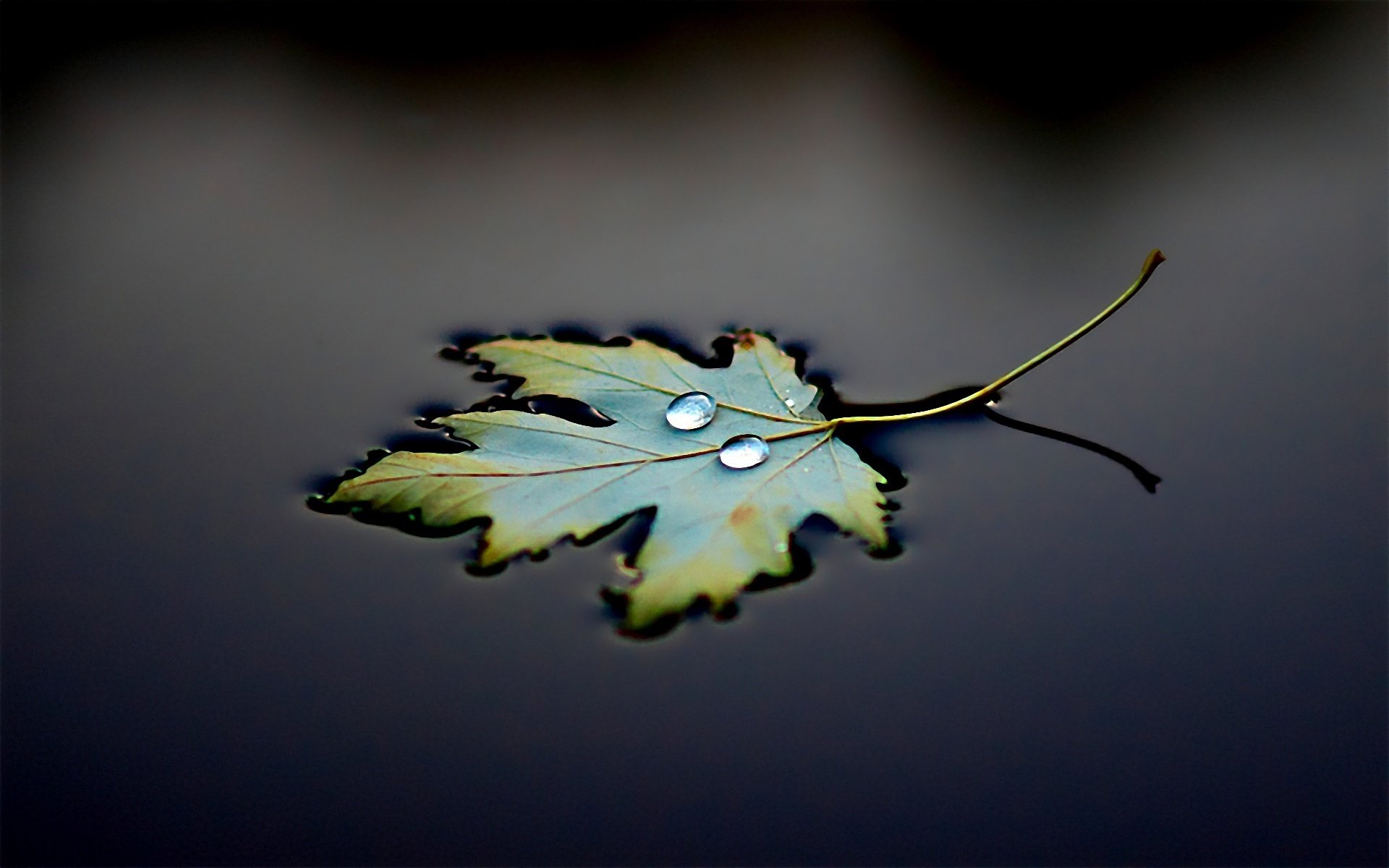 acqua foglia goccia nero