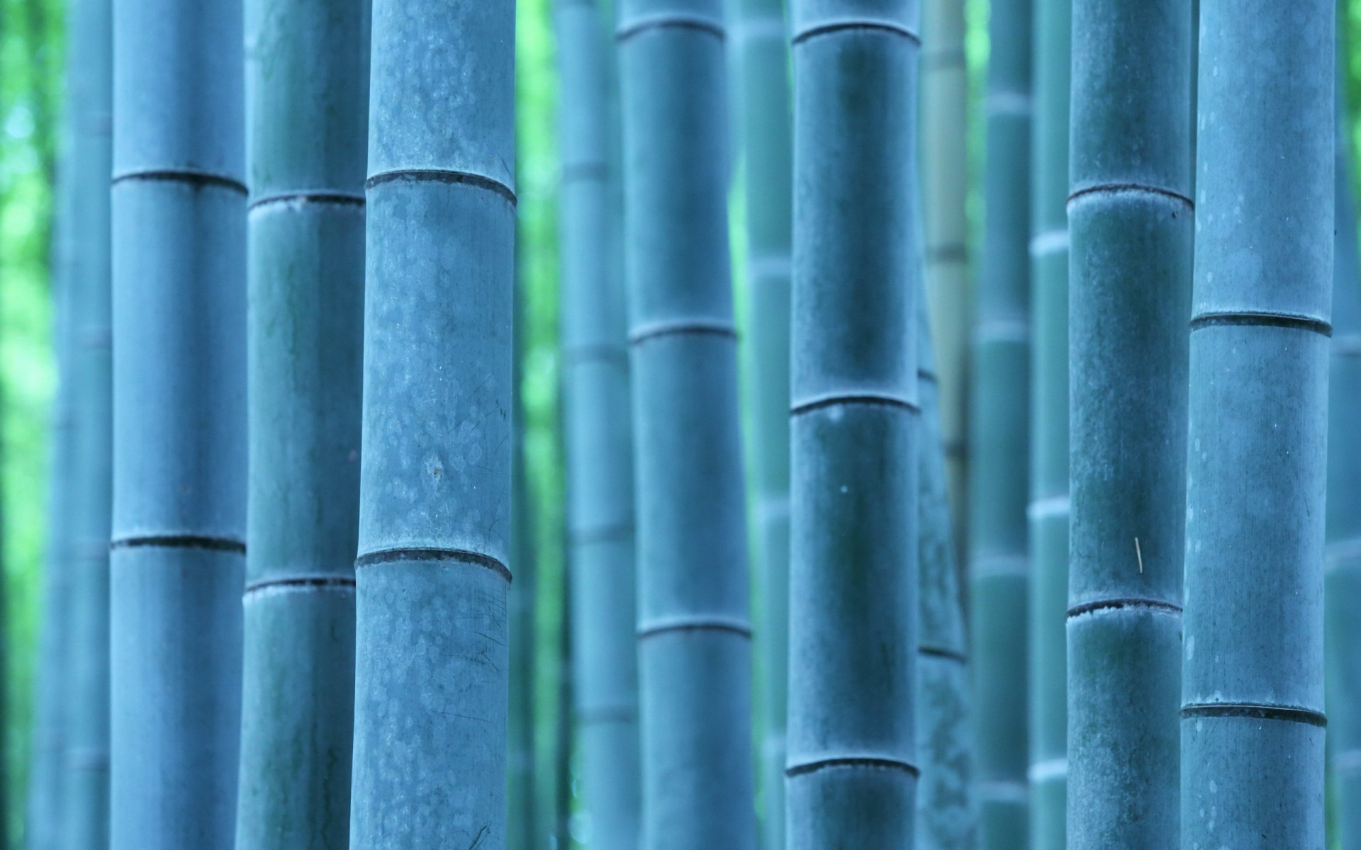 bamboo nature close up