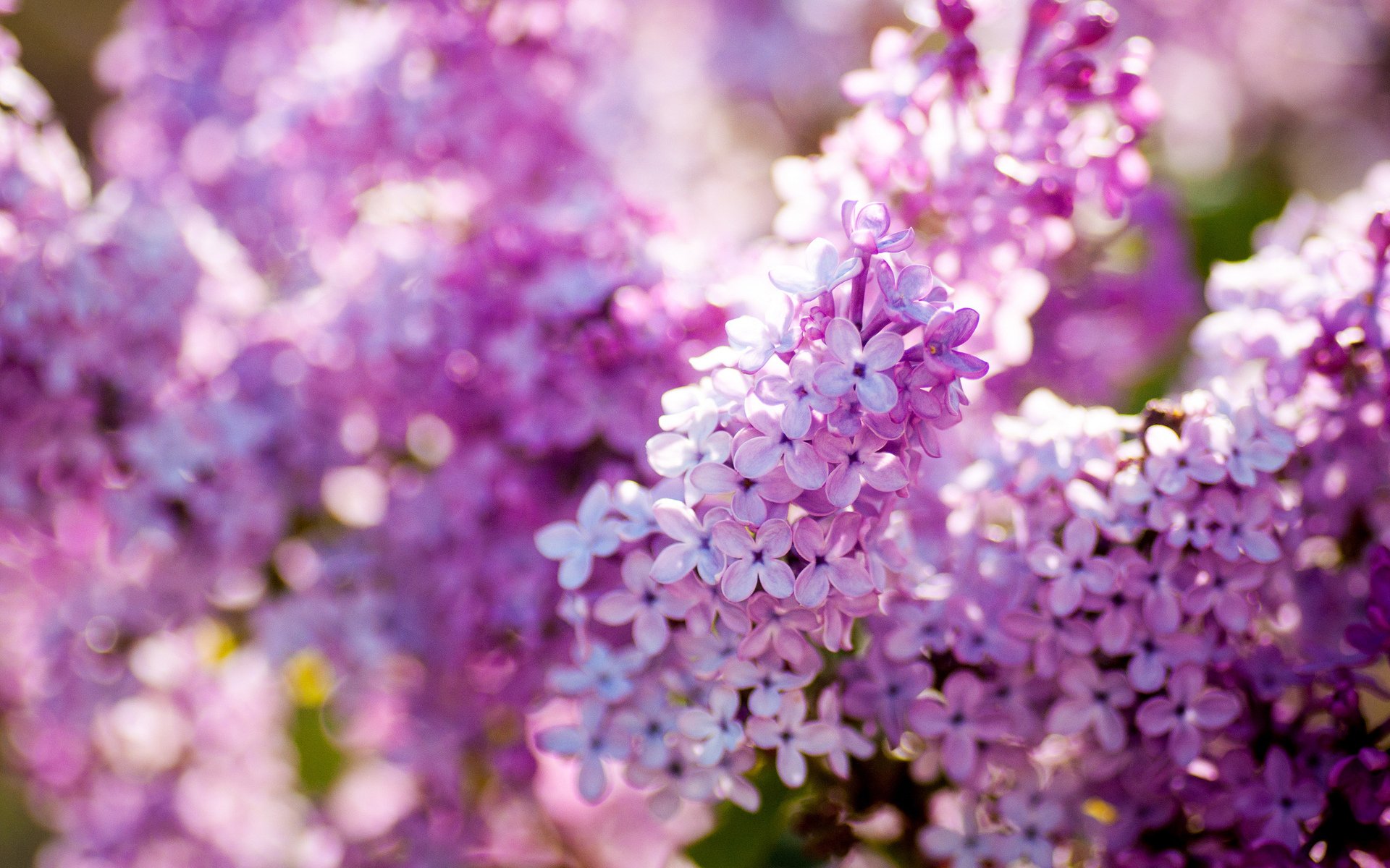 lilas nature printemps floraison