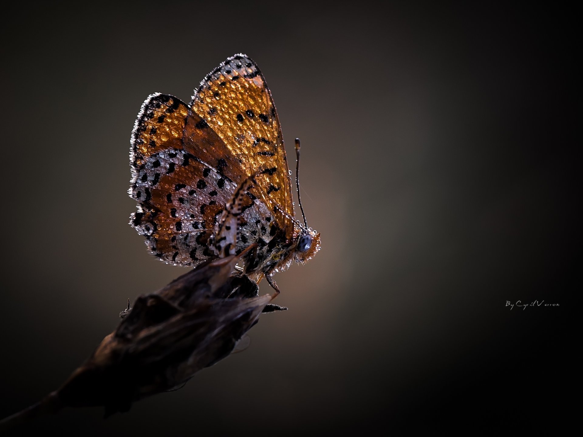 motyl krople rosa makro szare tło skrzydła