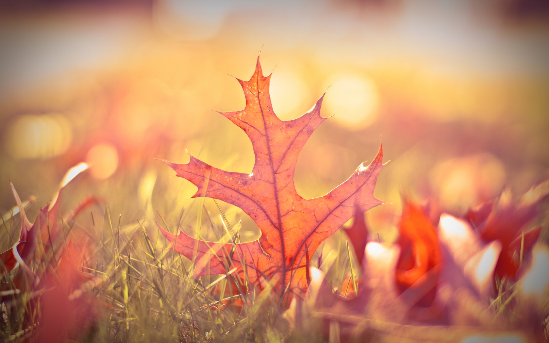 autumn leaves grass green blur bokeh