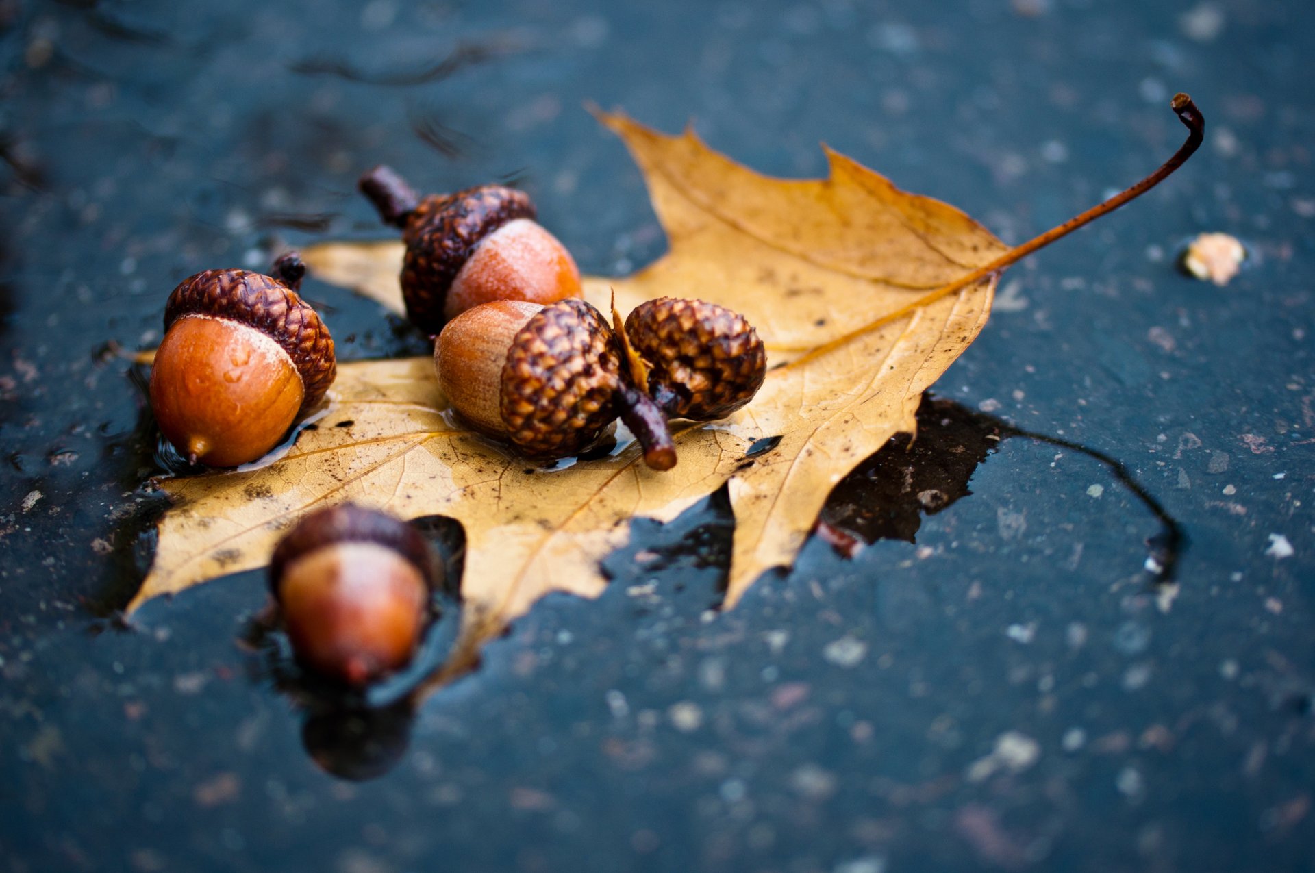 automne chêne feuille pluie flaque d eau asphalte