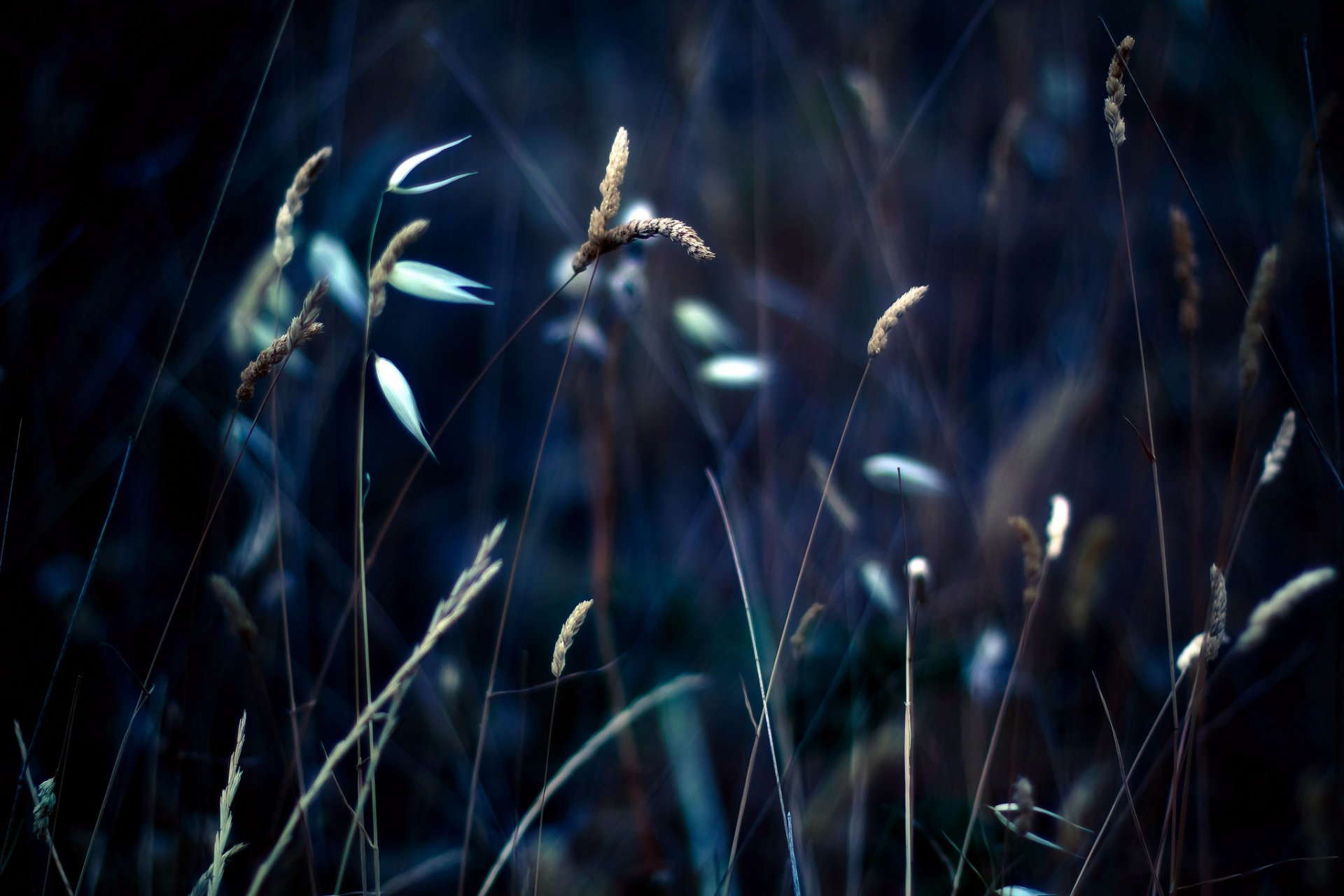 makro gras ährchen