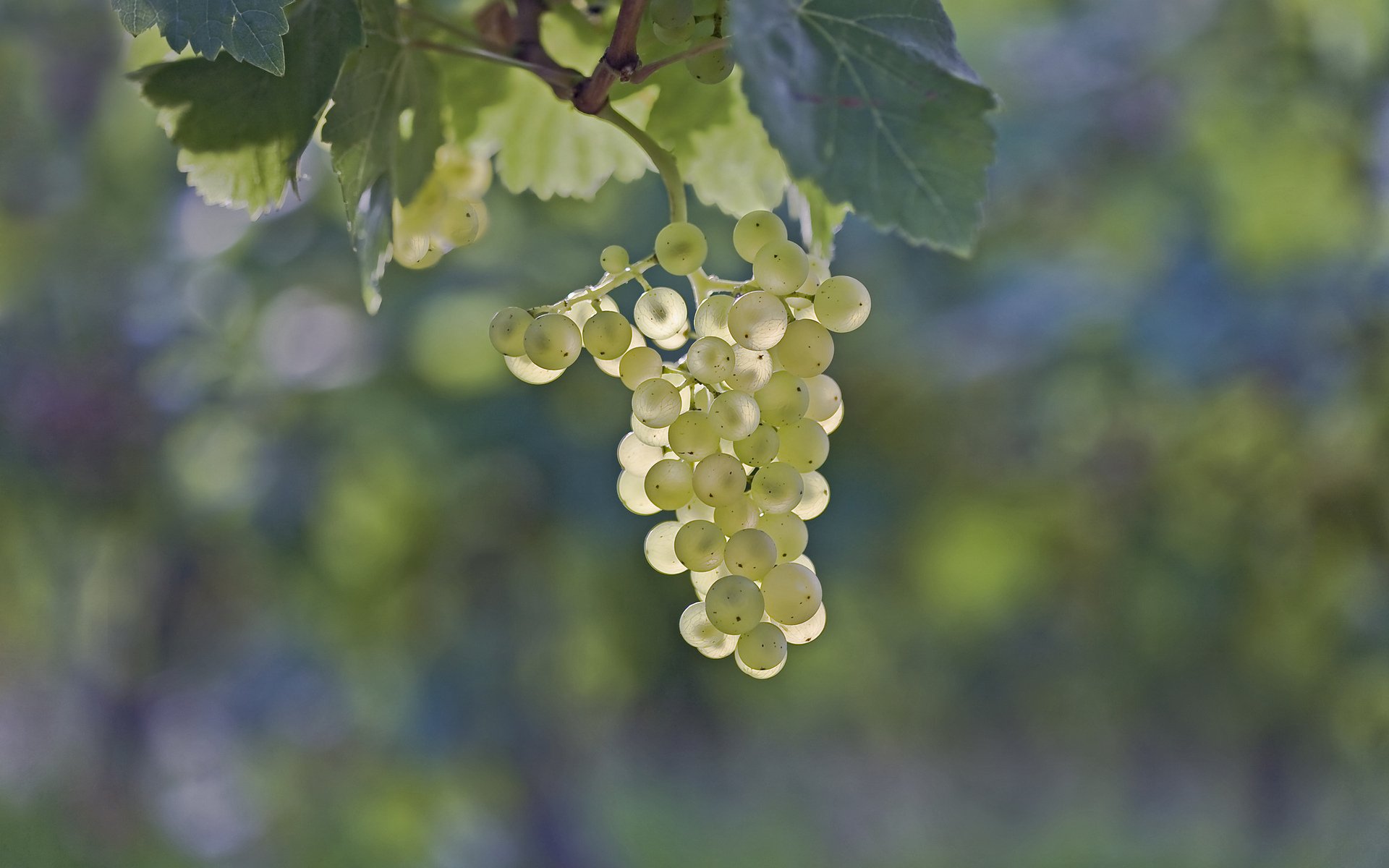 grapes bunch of berry leave