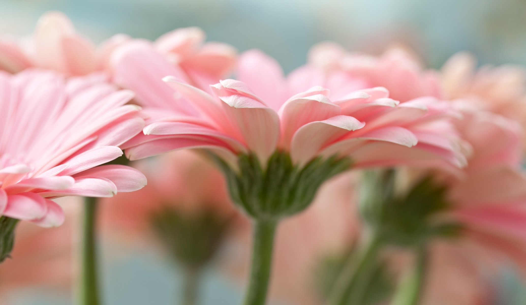 flower pink gerbera close up petal