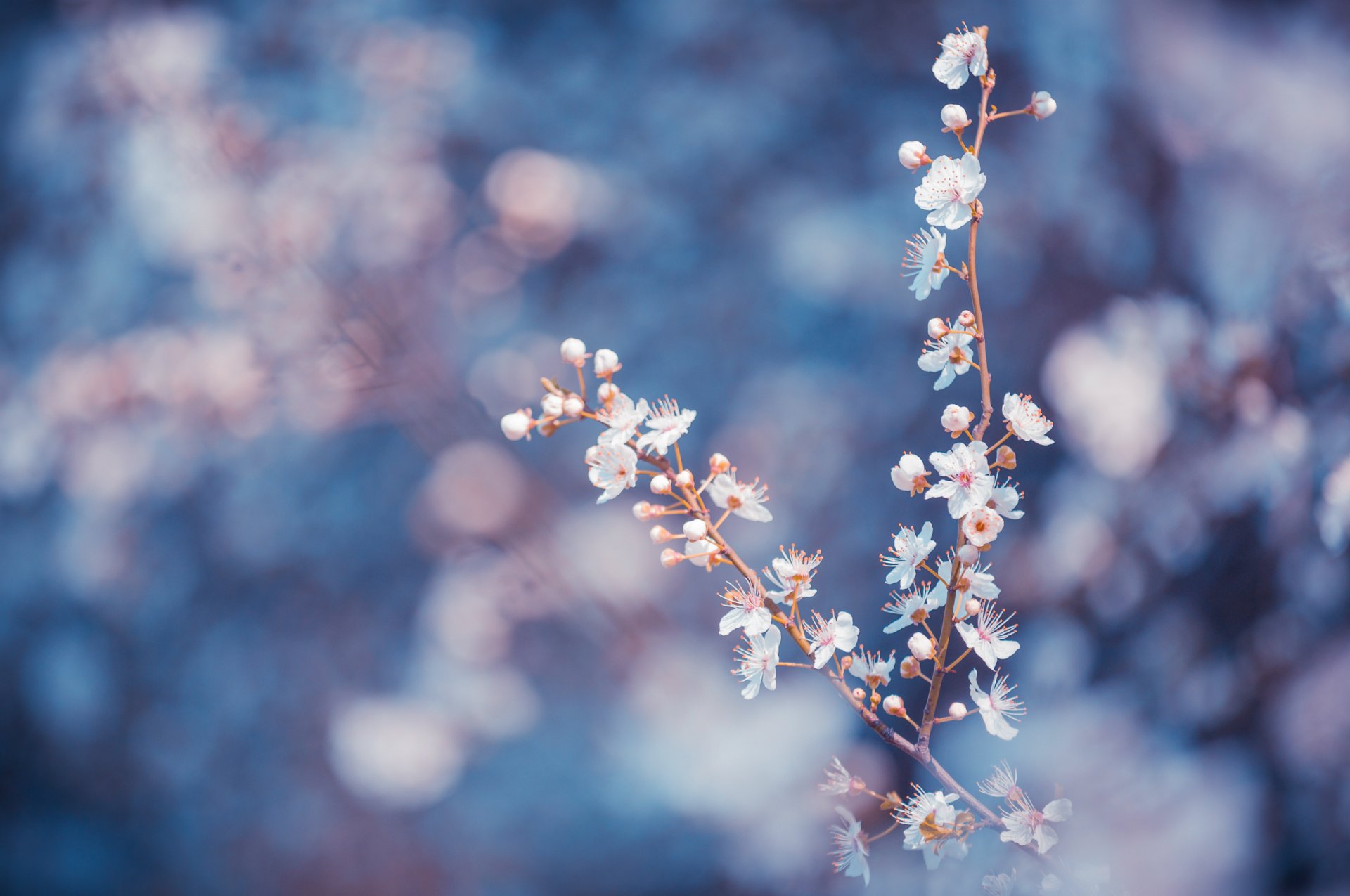 arbres branches fleurs blanc pétales macro flou bleu fond