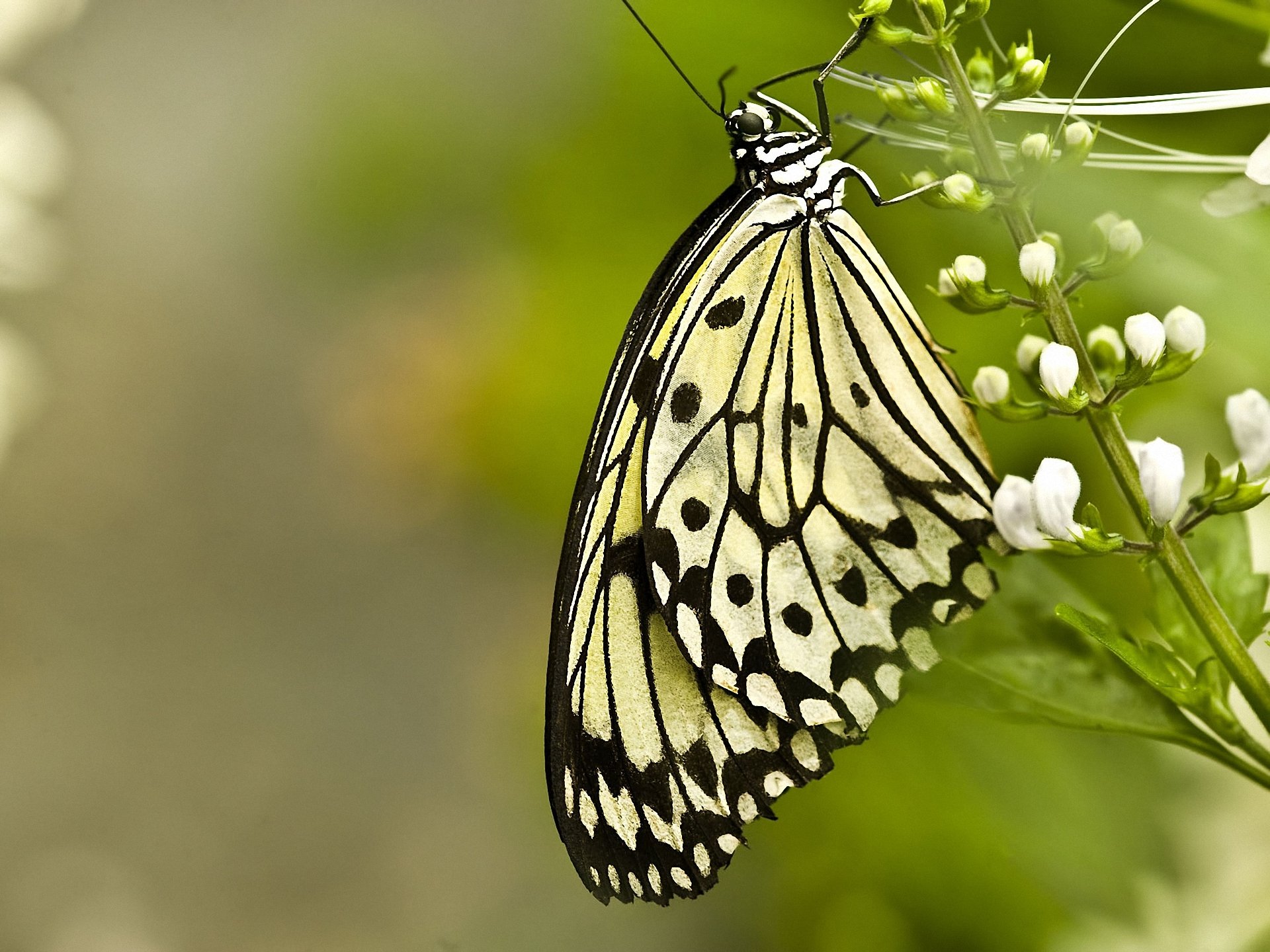 close up butterfly flower white blur