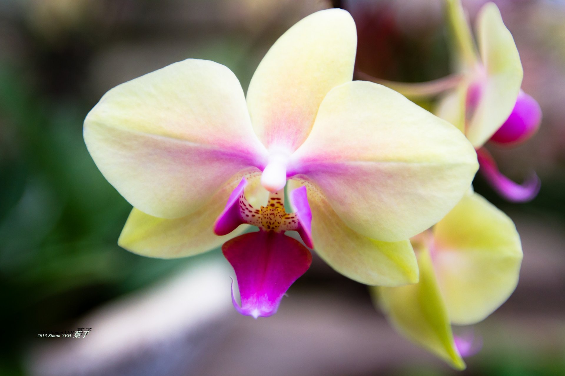 flower orchid beige pink background blur