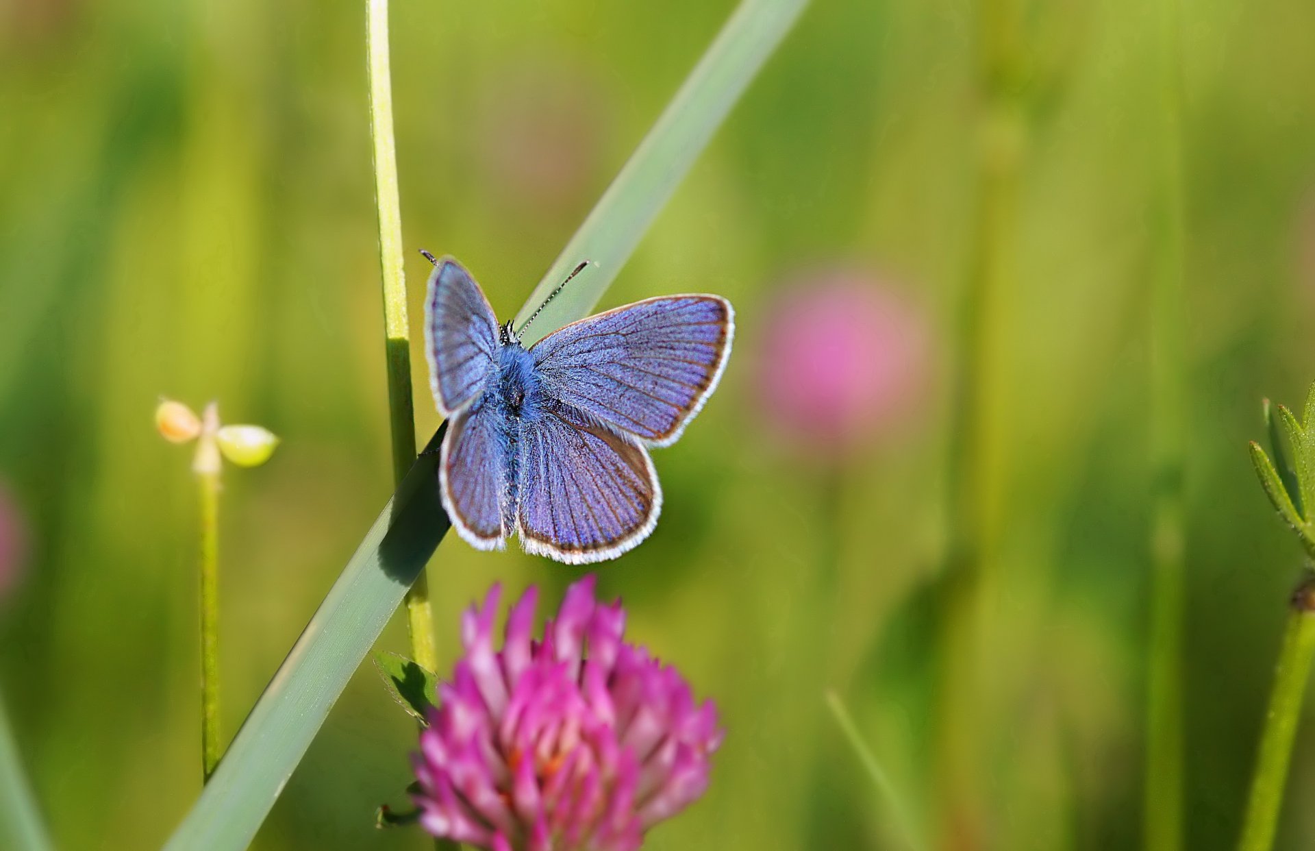 motyl koniczyna trawa lato