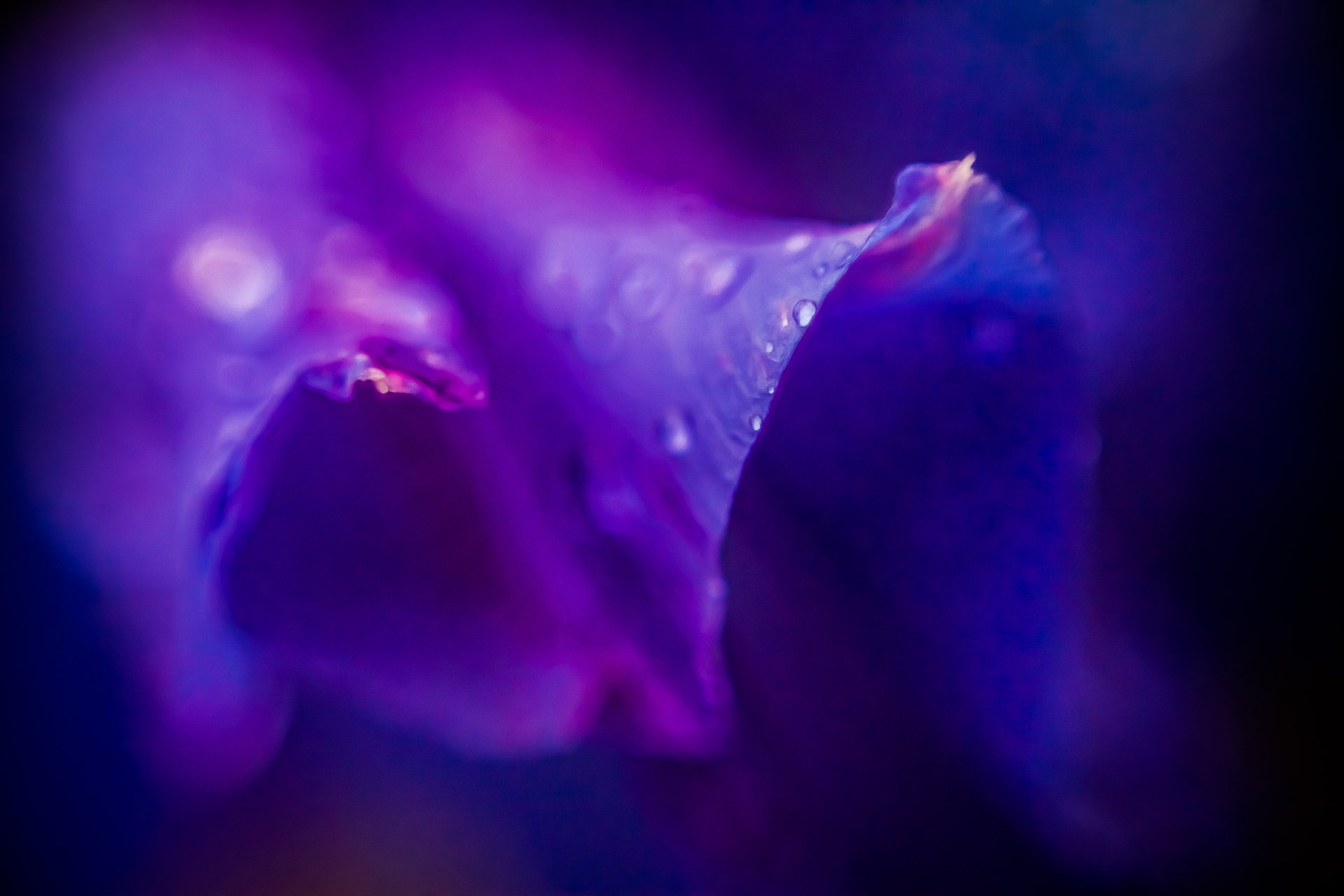 flor púrpura lila púrpura gotas rocío macro