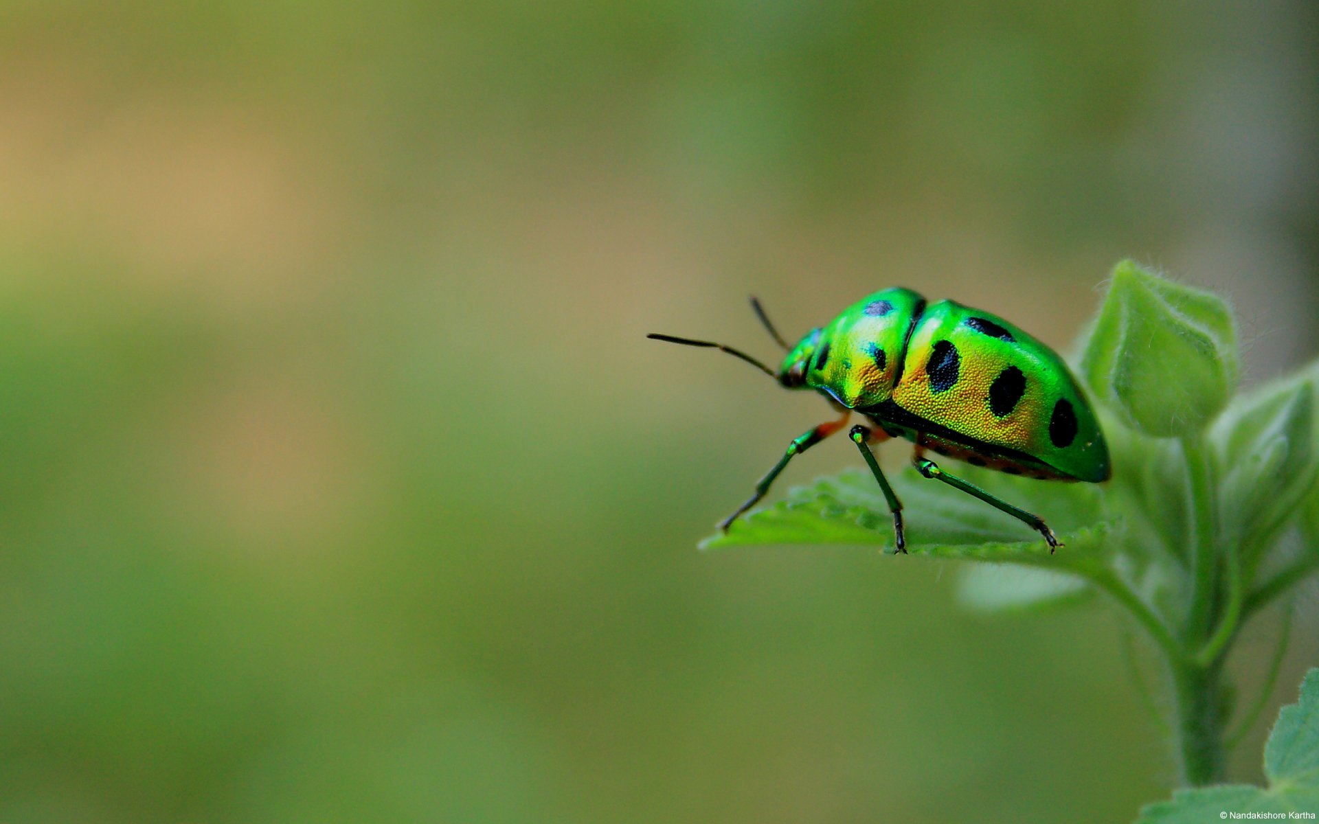 escarabajo verde escarabajo insecto macro