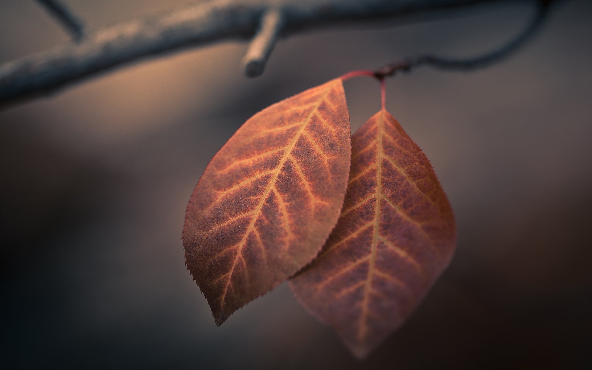 macro fogliame autunno