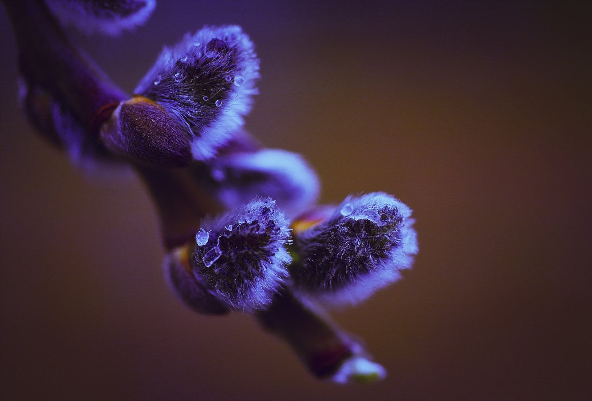 ramo albero salice sfondo soffici gocce colore