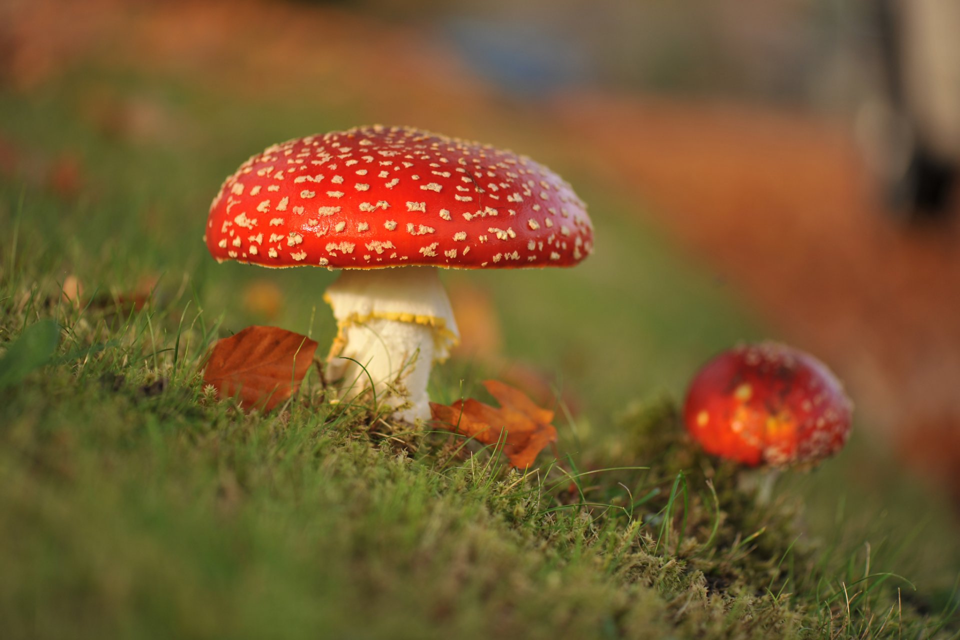 close up mushrooms amanita autumn