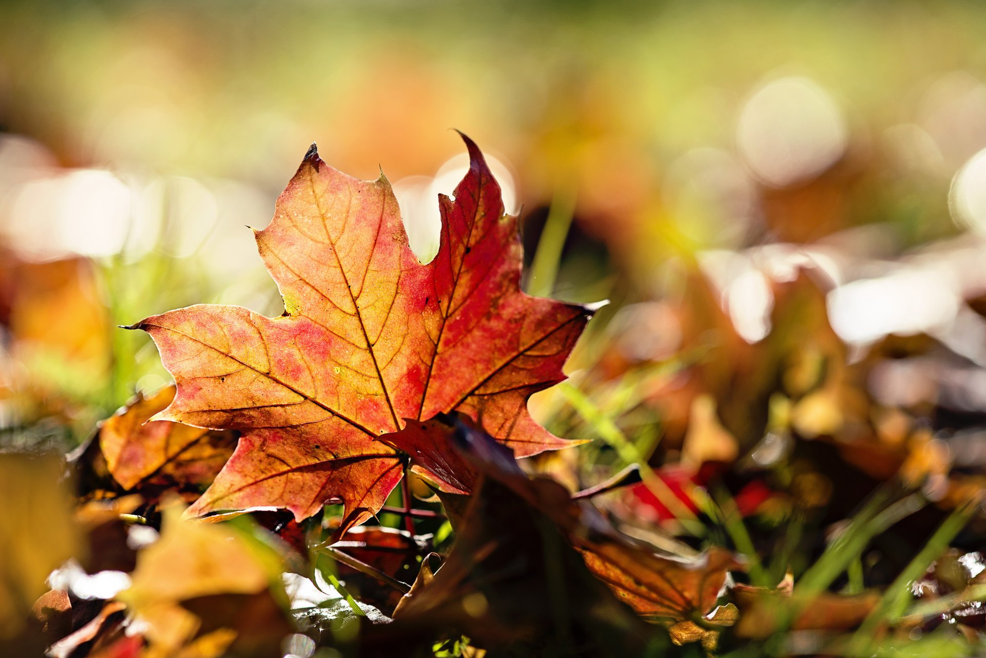 otoño hojas macro hierba