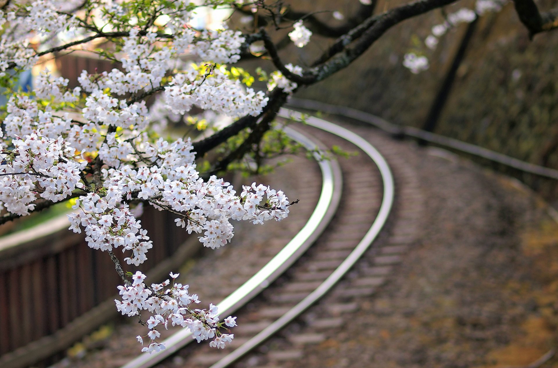 giappone sakura fiori albero rami ferrovia macro sfocatura