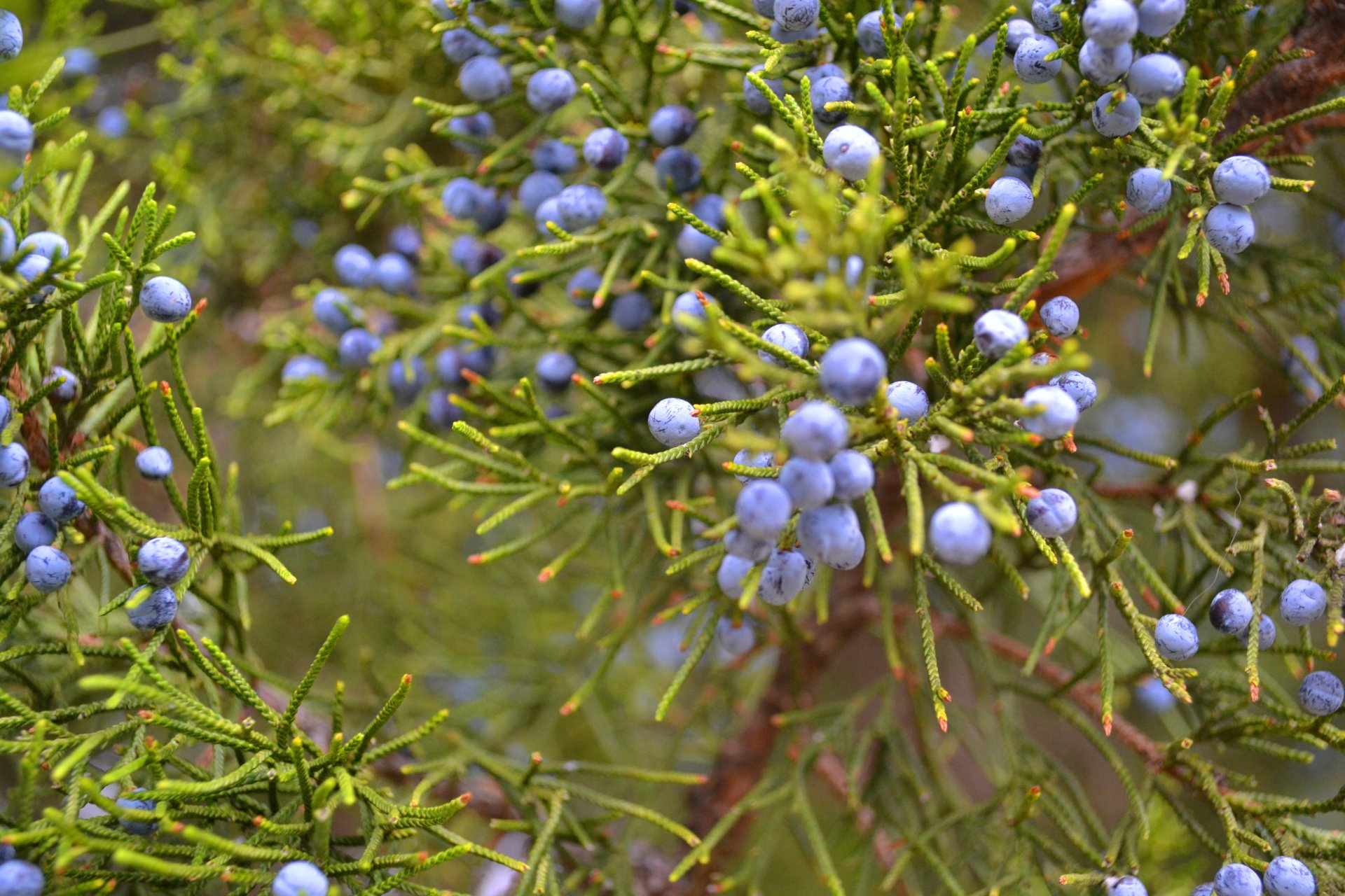 genévrier baies buisson plante verdure