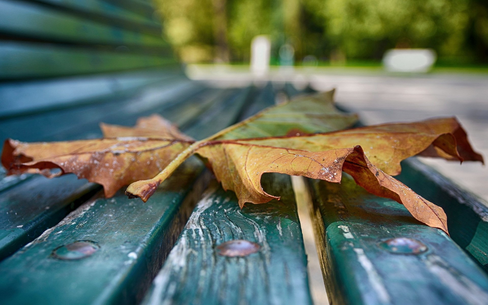 feuille banc gros plan automne