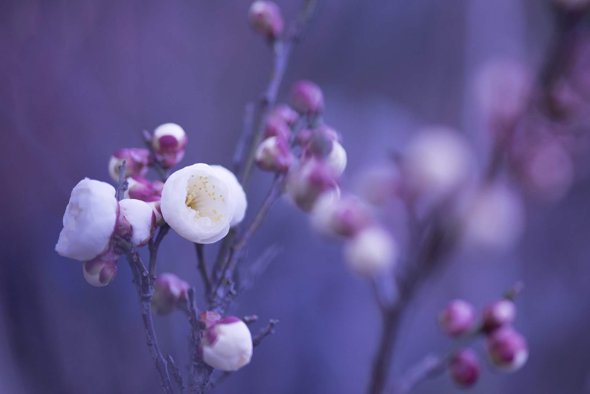 white pink flower petals buds branches close up blur purple background