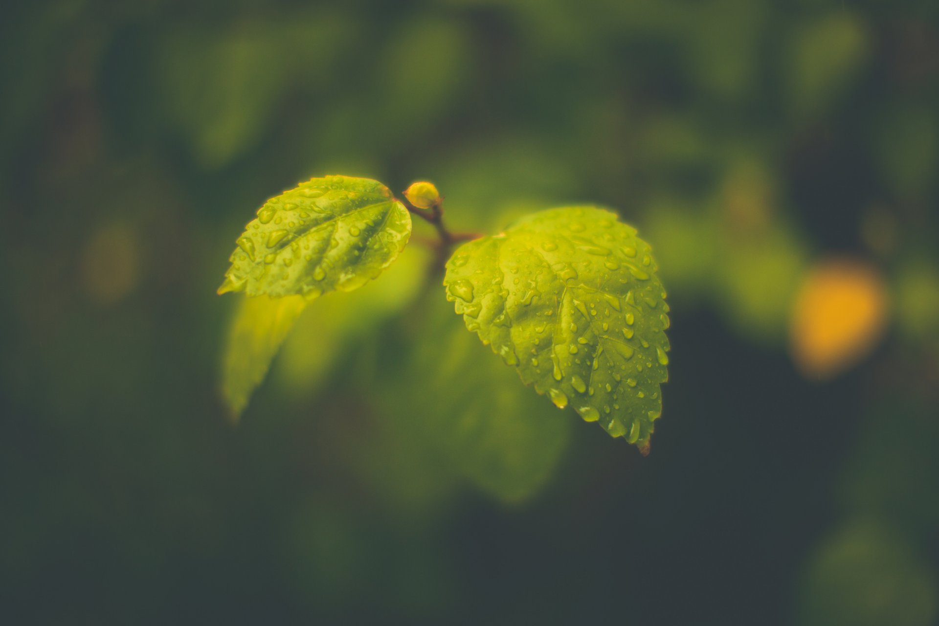 close up foliage leaves drop