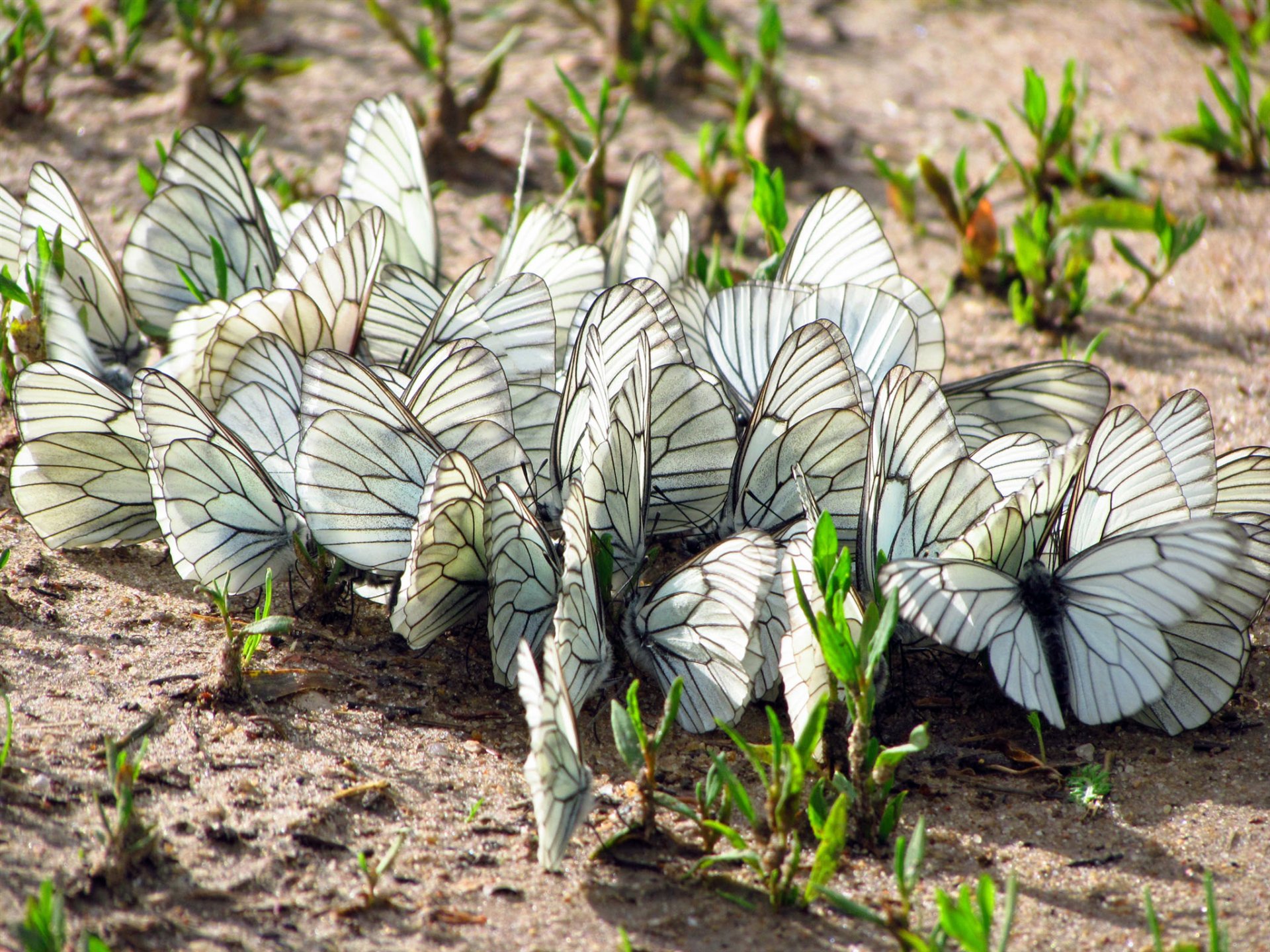 terre herbe papillons mites ailes insectes