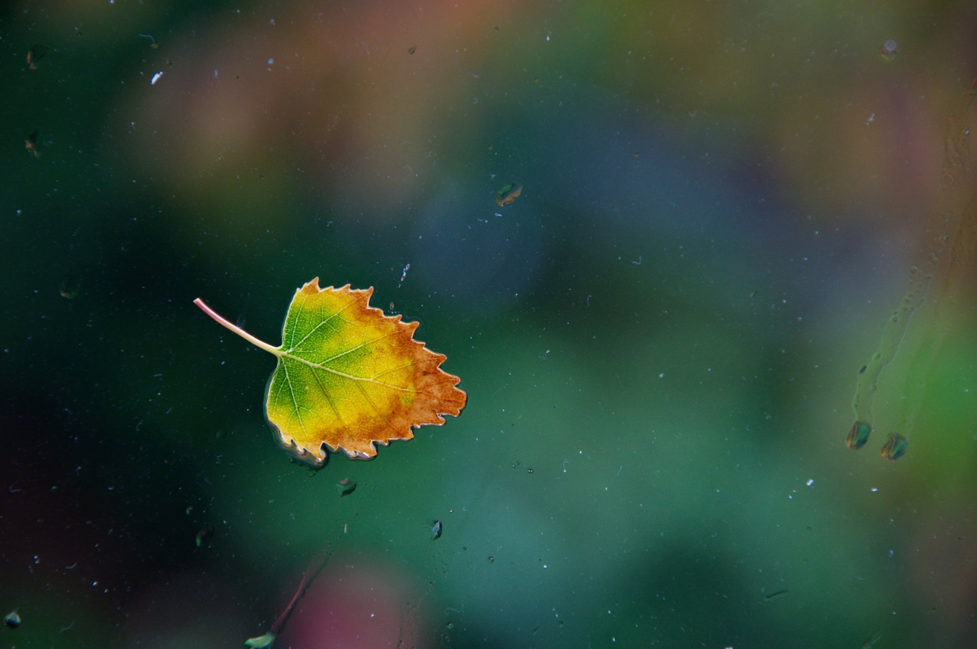 autumn leaf window glass rain water drops leaf one rainy single nikon d90