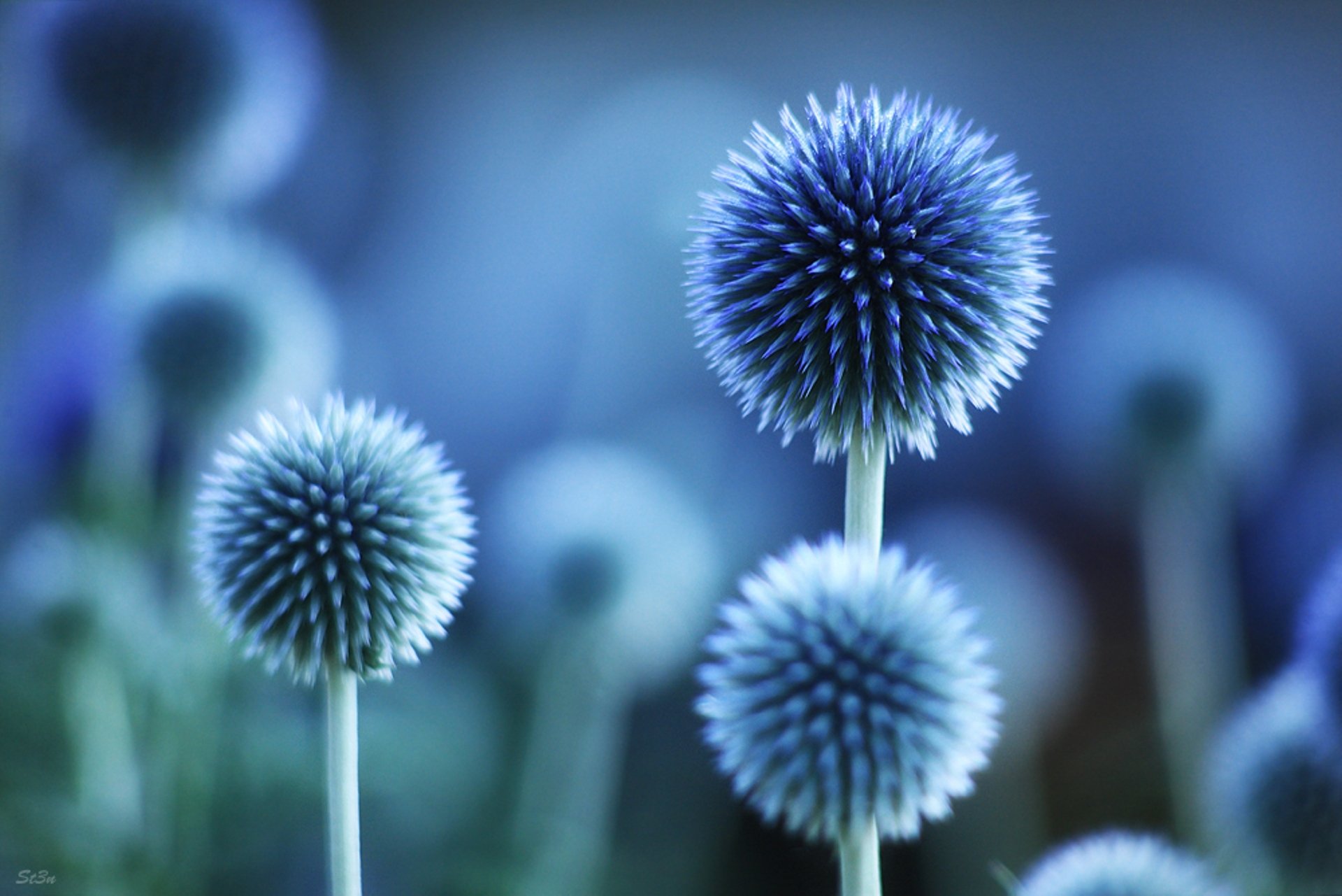 macro flores plantas. azul color estado de ánimo