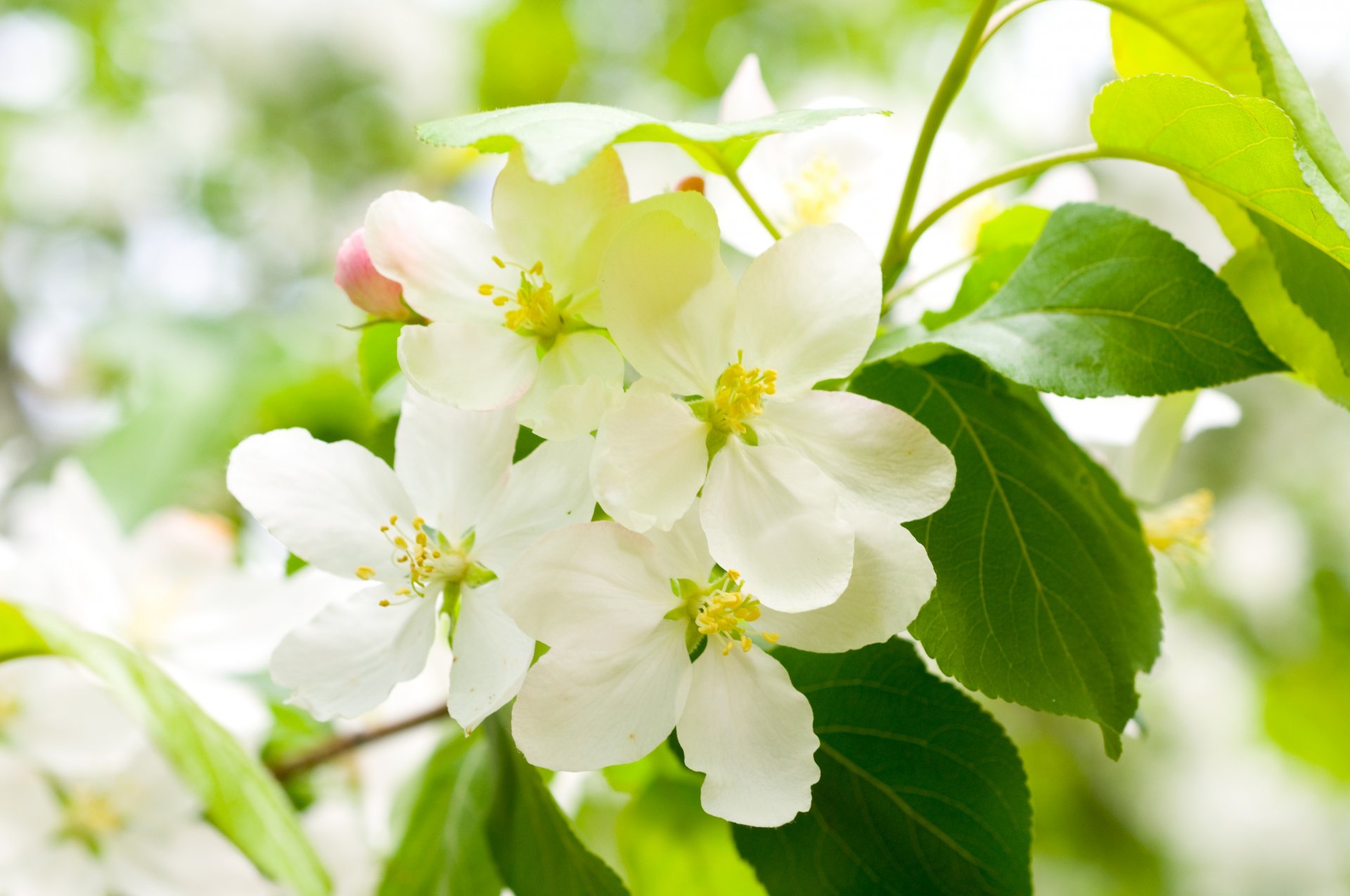 cerisier floraison printemps fleurs blanc pétales branche arbre feuilles vert