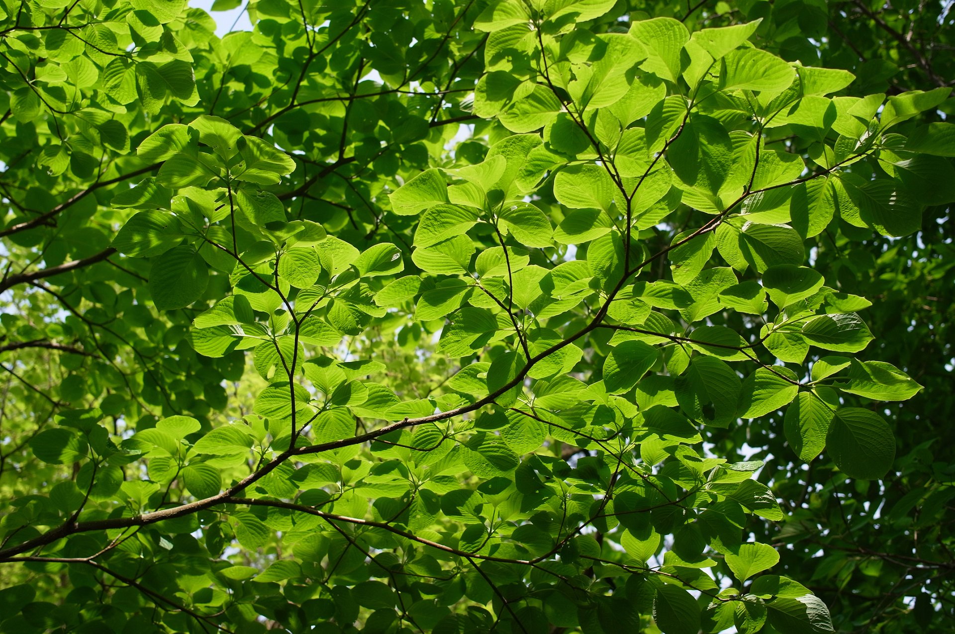 close up branches foliage tree summer green