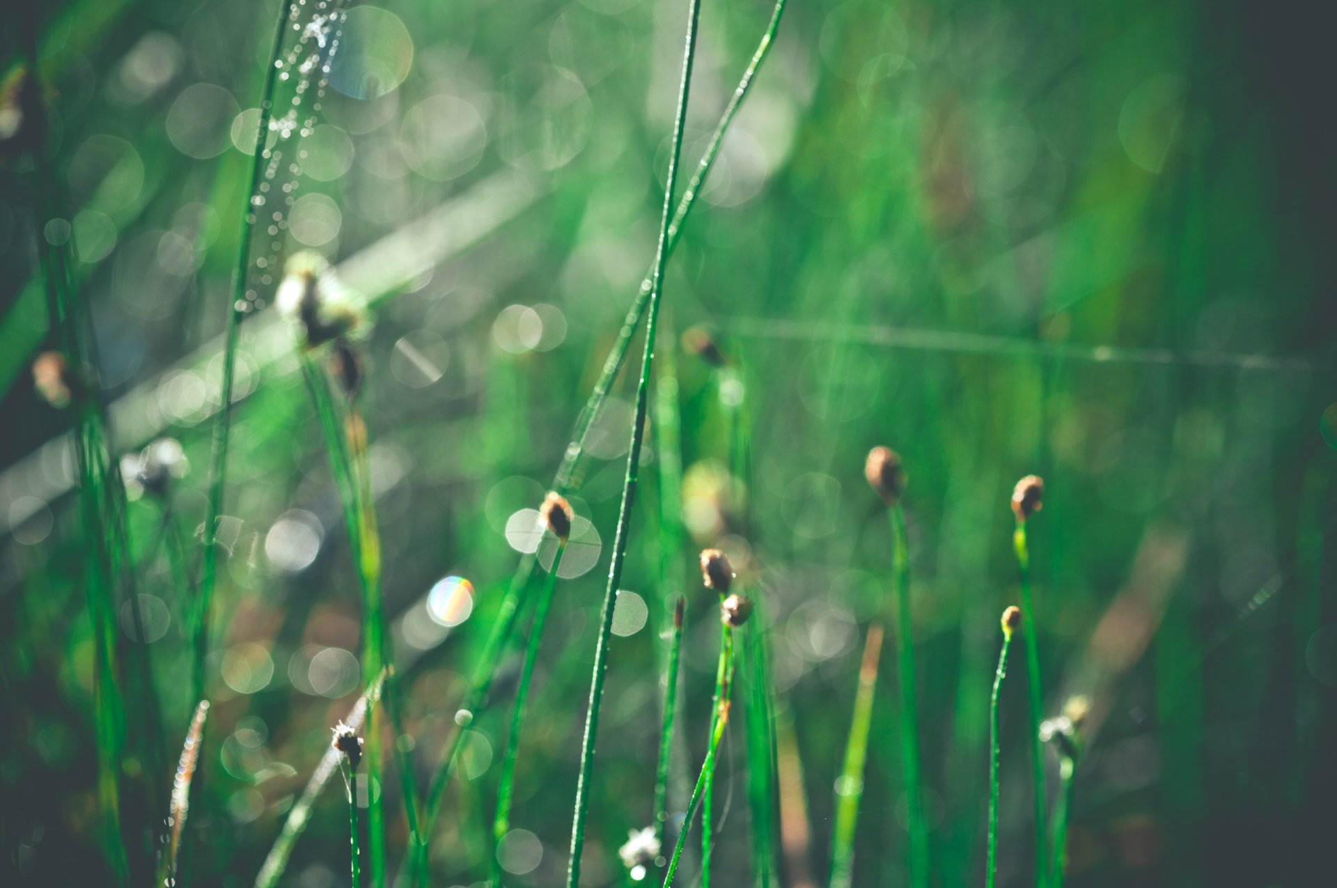 close up grass morning drops shine reflection