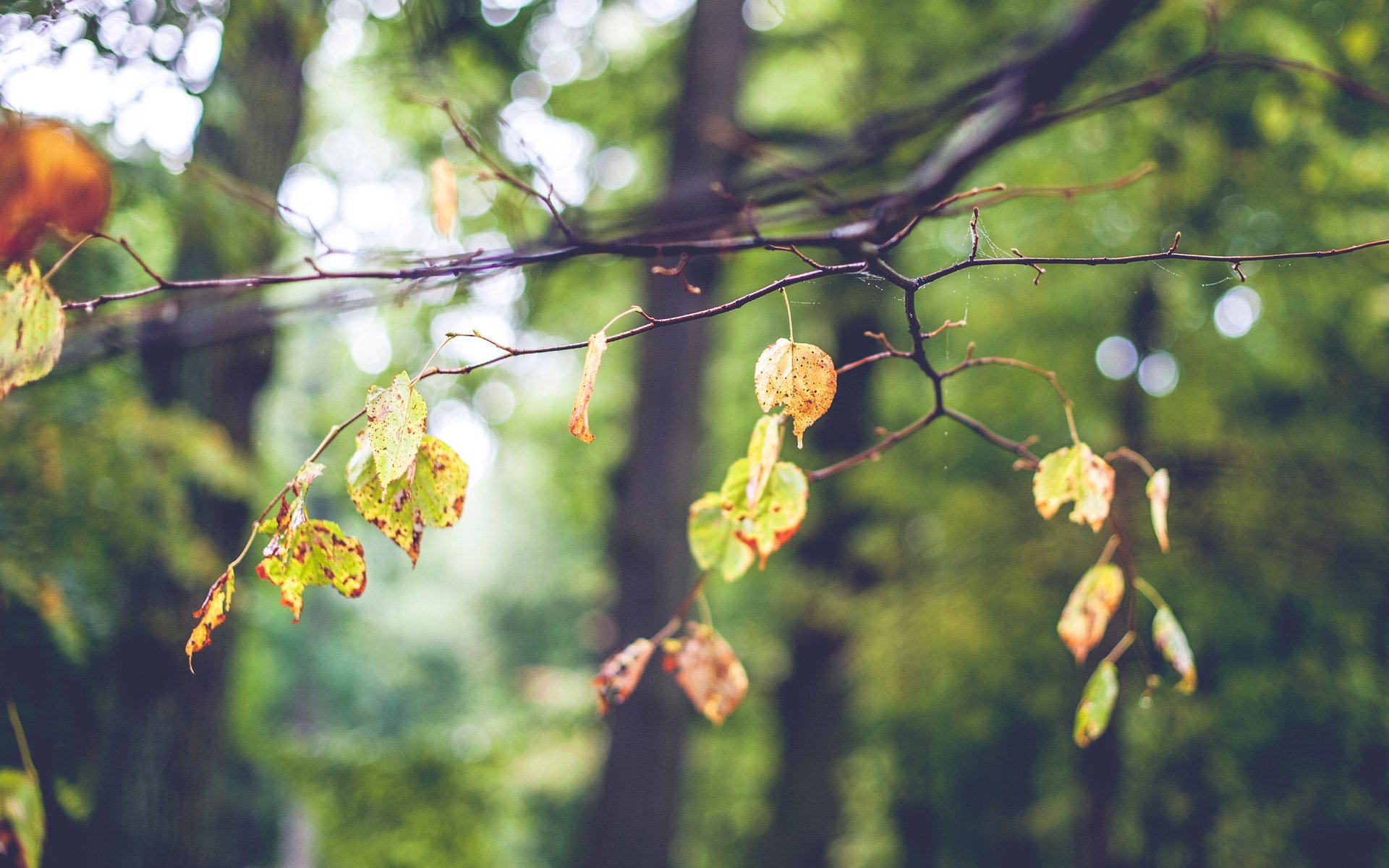 hojas rama árbol borrosidad bokeh estado de ánimo otoño telarañas