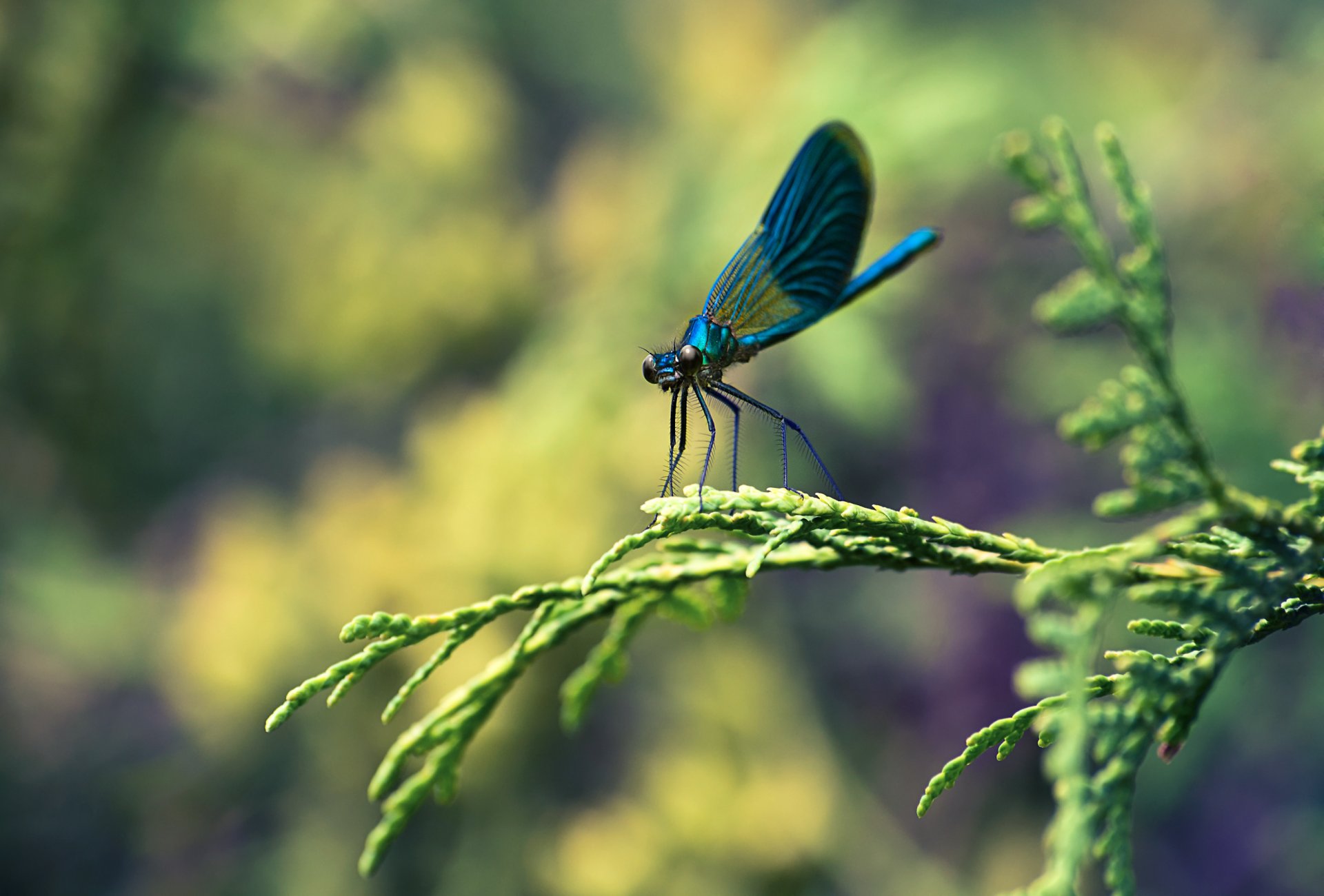 libellule insecte branche gros plan