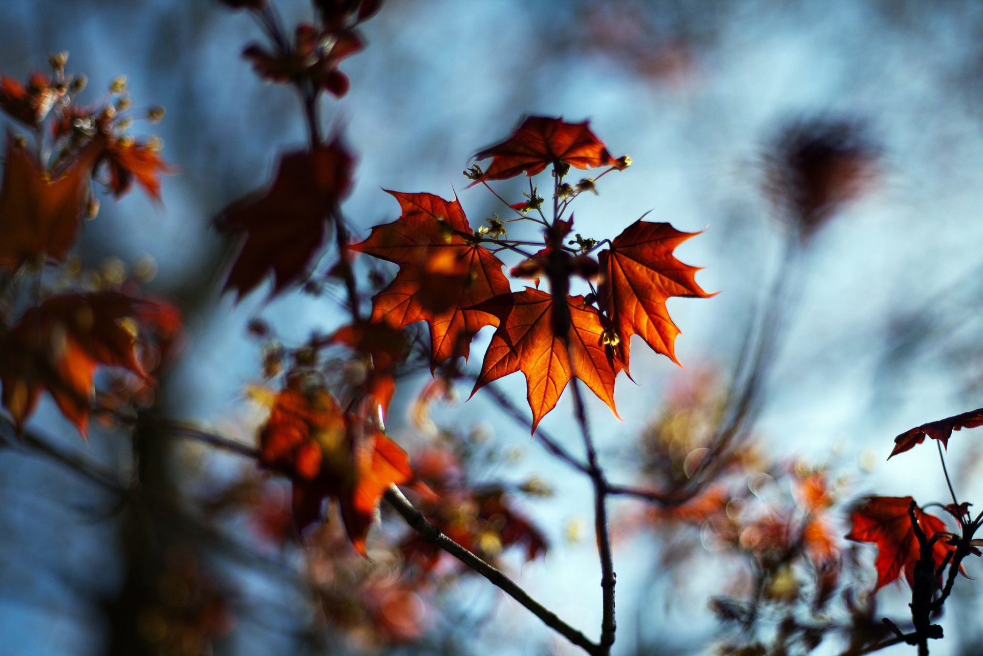 macro naturaleza otoño hojas ramas bokeh desenfoque