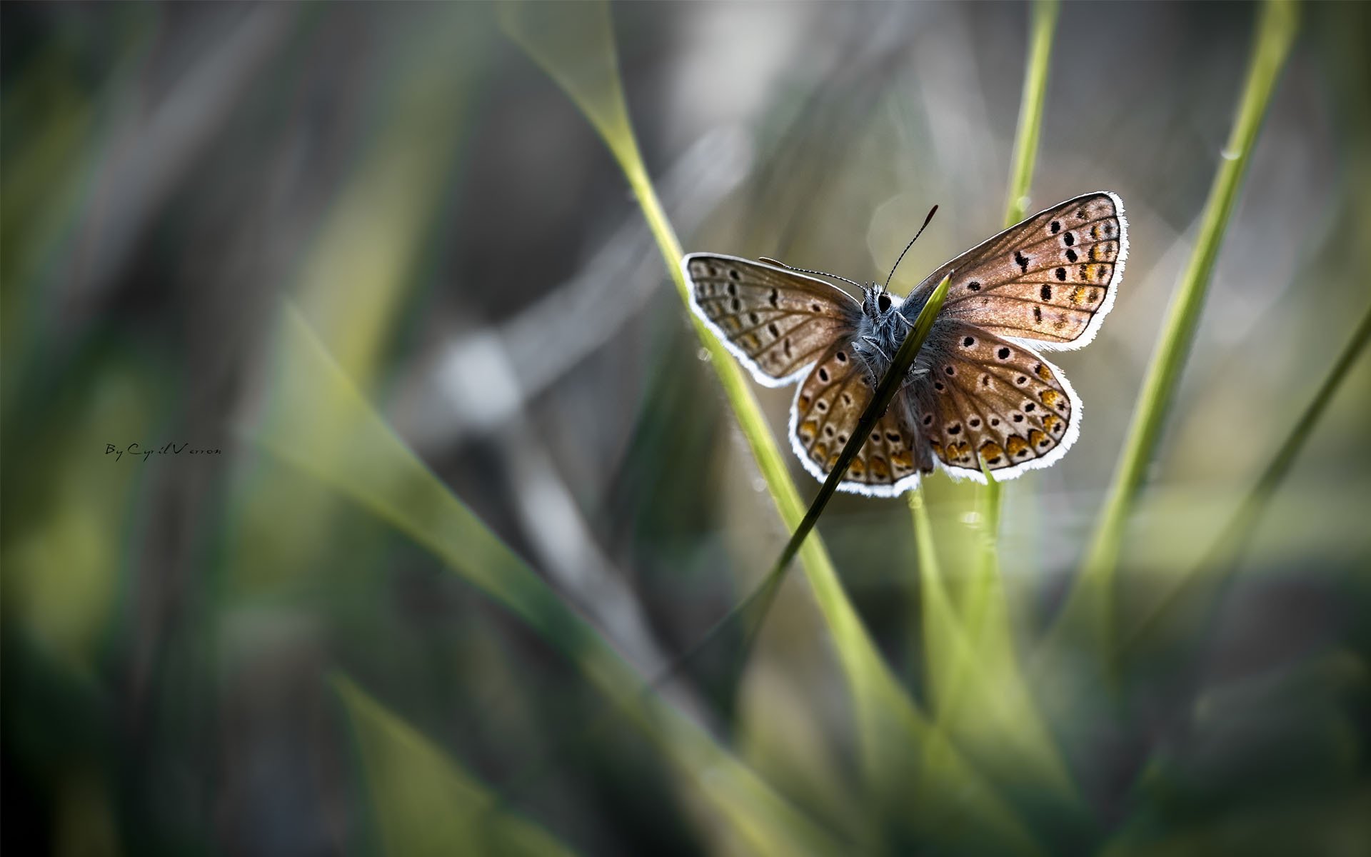 close up butterfly blur wings blade grass sun