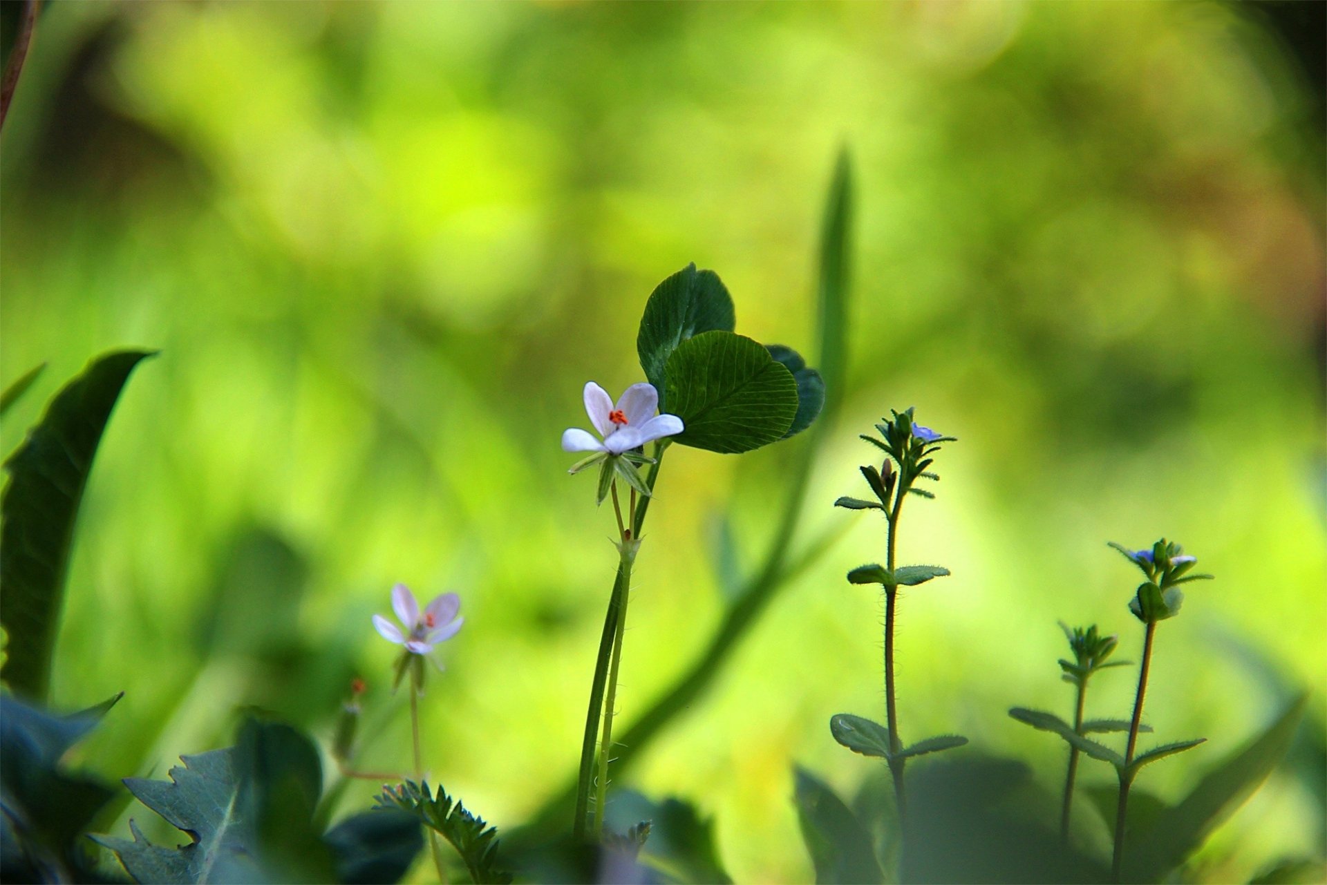 flower clover grass green summer