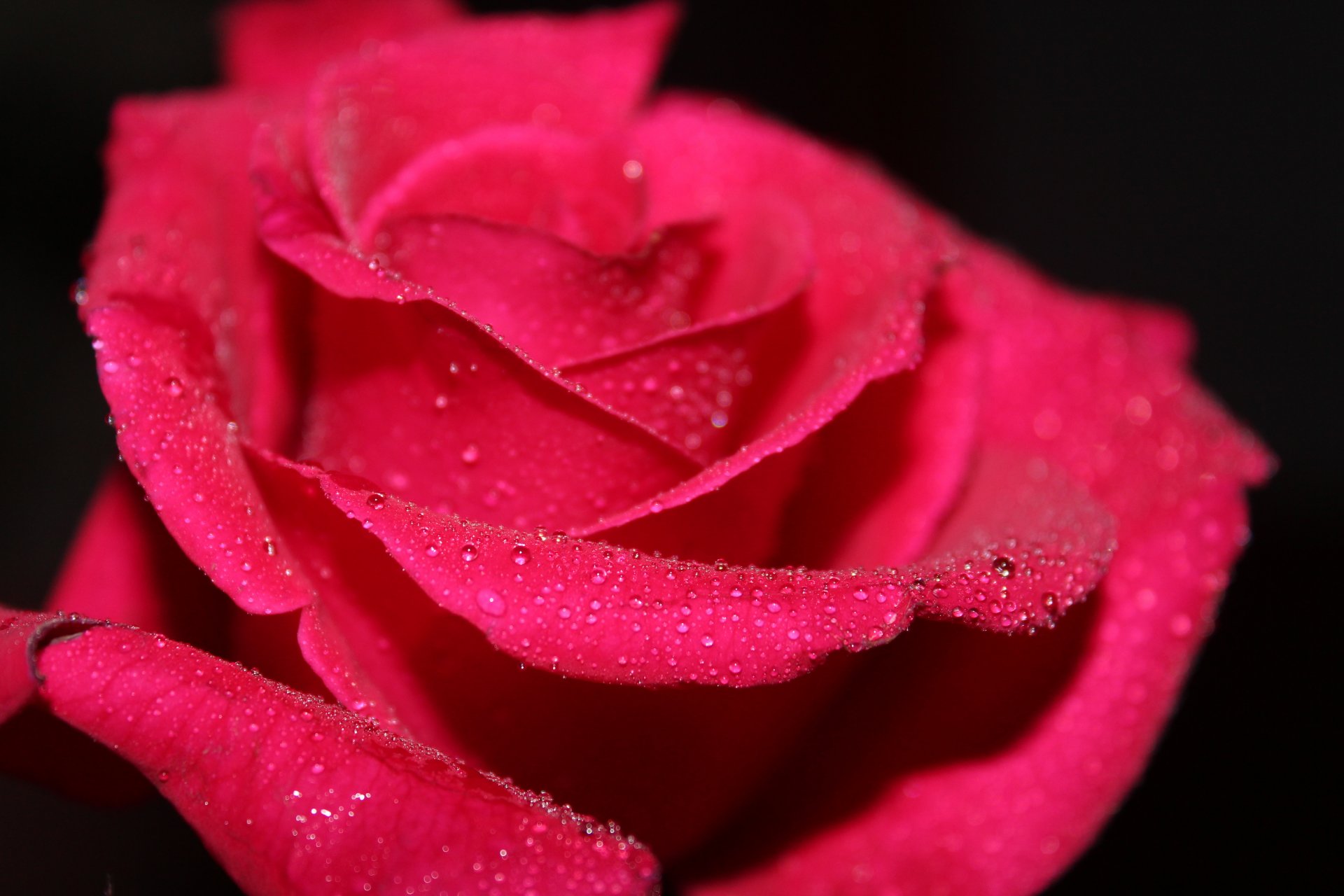 macro macro flor rosa rojo agua gotas rocío pétalos fondo negro