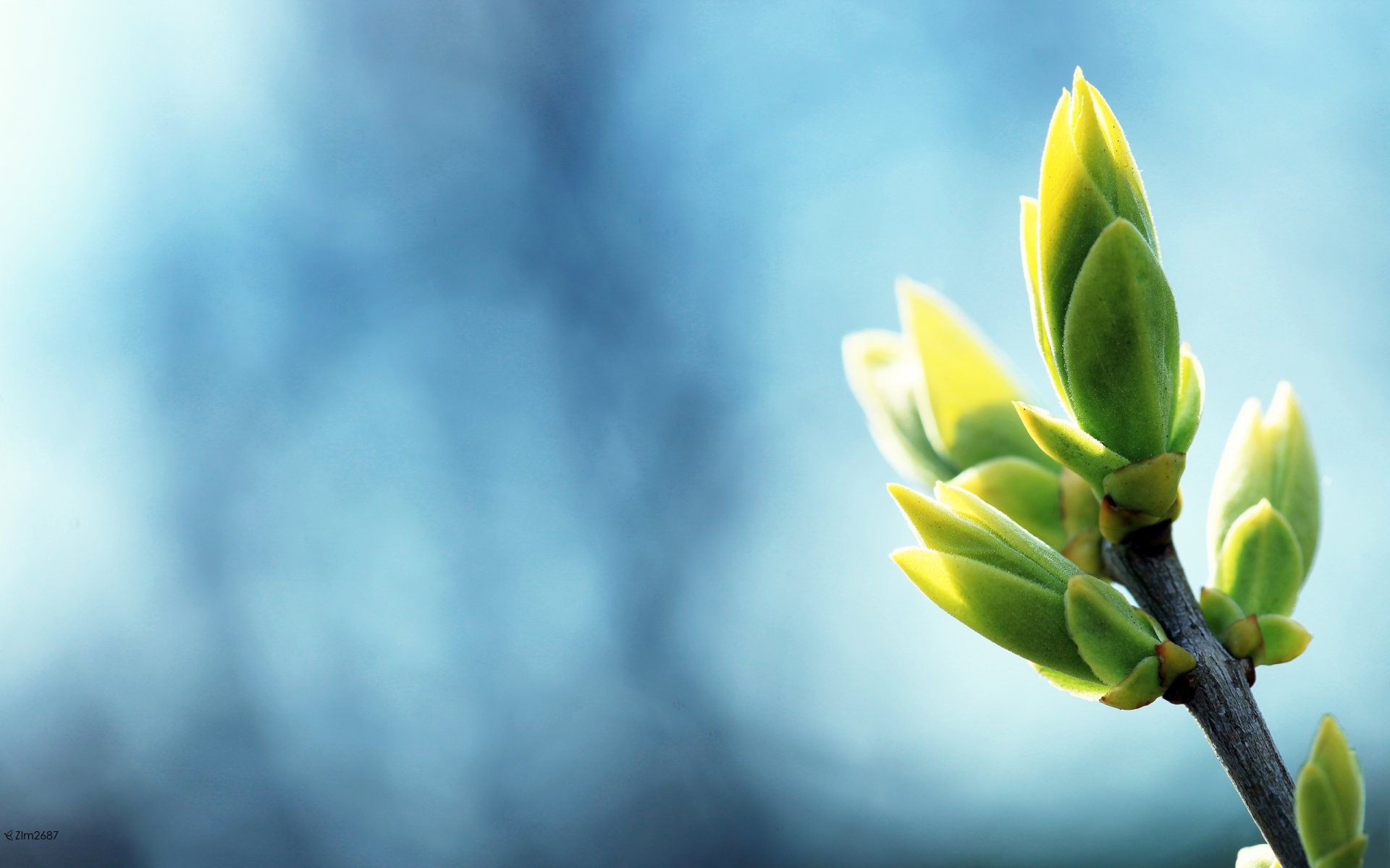 naturaleza rama brotes primavera árbol cielo fondo azul