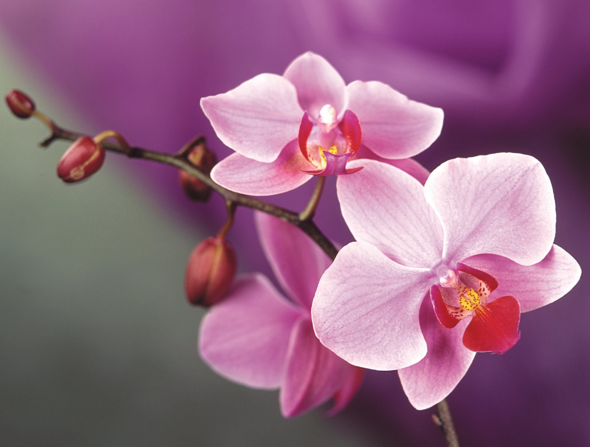 orchid flower pink